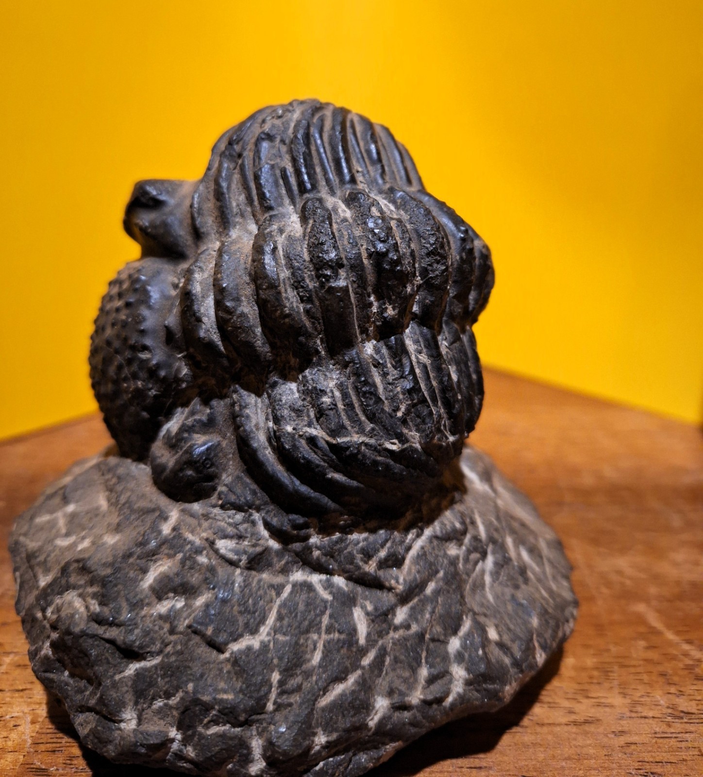FOSSIL TRILOBITE HUGE ENROLLED DROTOPS 3" GORGEOUS EYES MOROCCO BASEBALL SIZED FOSSIL TRILOBITE HUGE ENROLLED DROTOPS 3" GORGEOUS EYES MOROCCO BASEBALL SIZED
