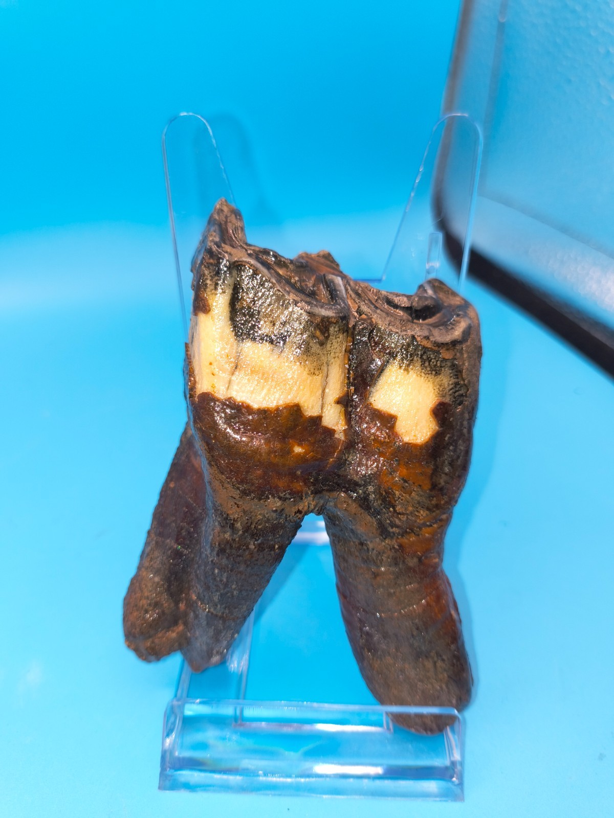 🆒HUGE Authentic Woolly Rhino Tooth Russia Siberia Ice Age 3.98 In. Teeth Jaw 🦏 🆒HUGE Authentic Woolly Rhino Tooth Russia Siberia Ice Age 3.98 In. Teeth Jaw 🦏