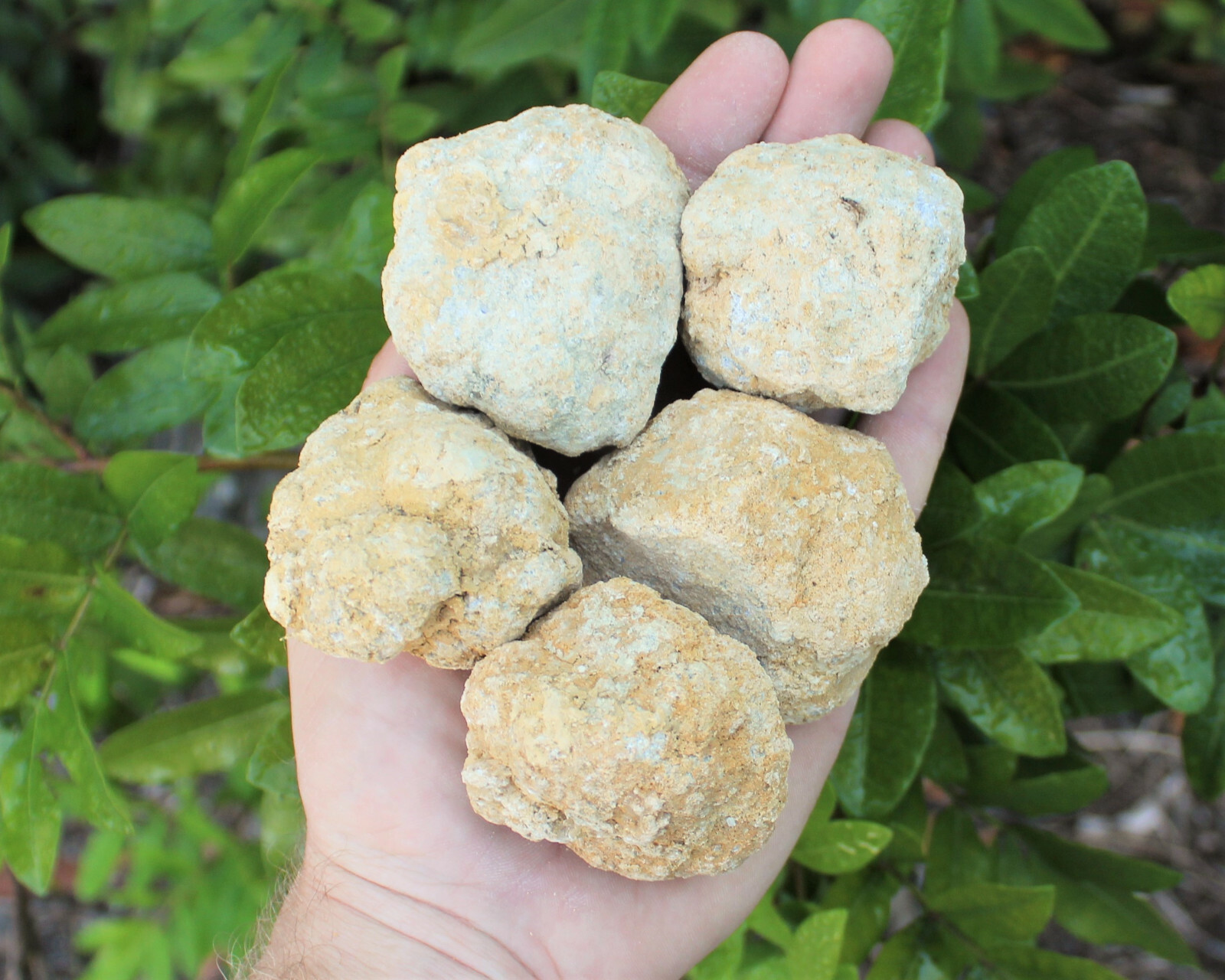 Break Your Own Geodes: Choose How Many Pieces, Large Unopened Moroccan Crystals Break Your Own Geodes: Choose How Many Pieces, Large Unopened Moroccan Crystals