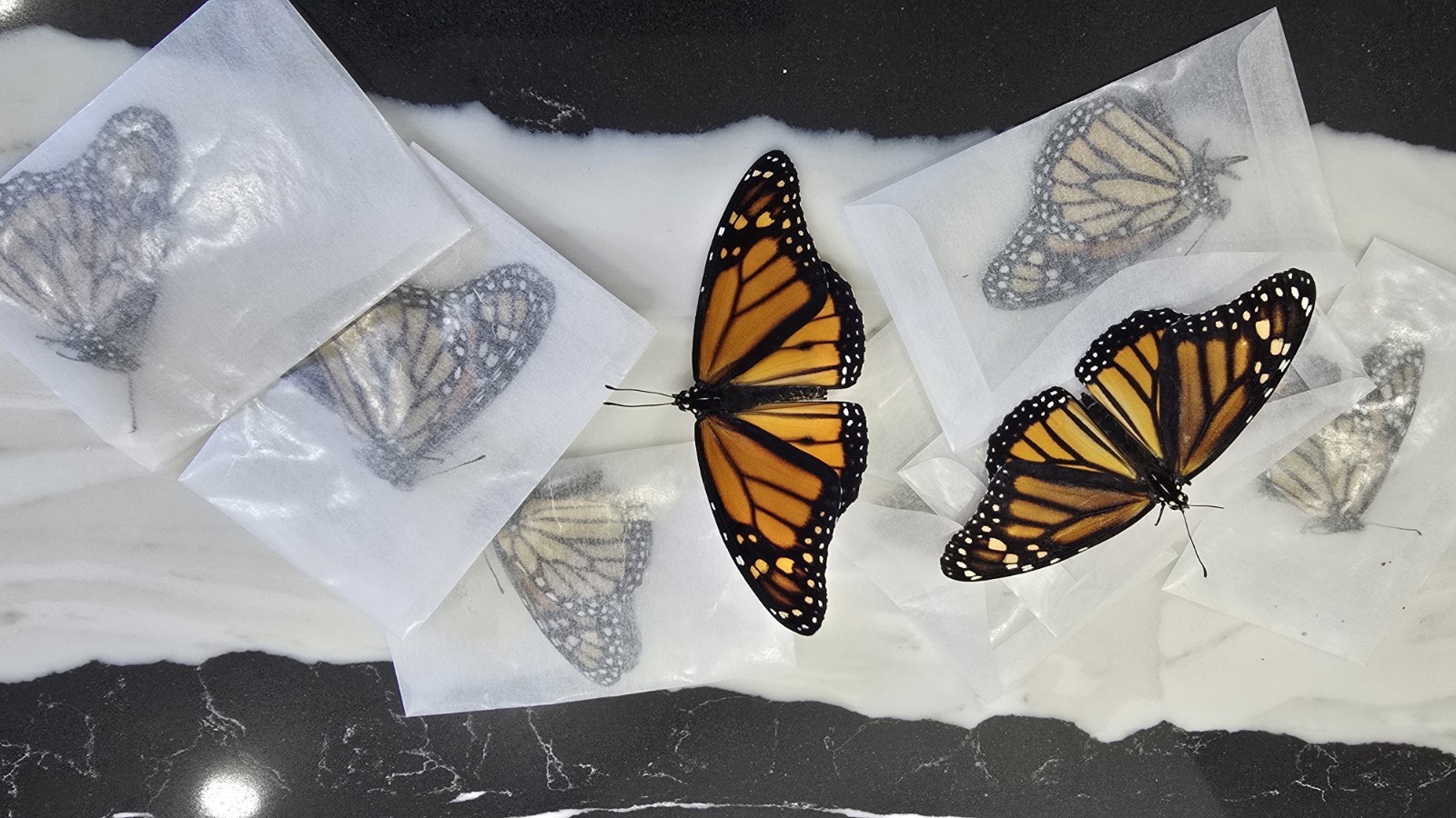 1 DANAUS PLEXIPPUS(MONARCH BUTTERFLY) UNMOUNTED 1 DANAUS PLEXIPPUS(MONARCH BUTTERFLY) UNMOUNTED