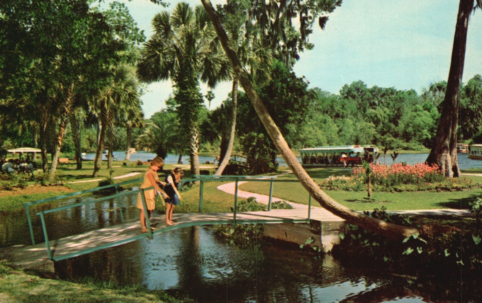 Vintage Postcard Silver Springs Home Of World Famous Glass Bottom Boats Florida