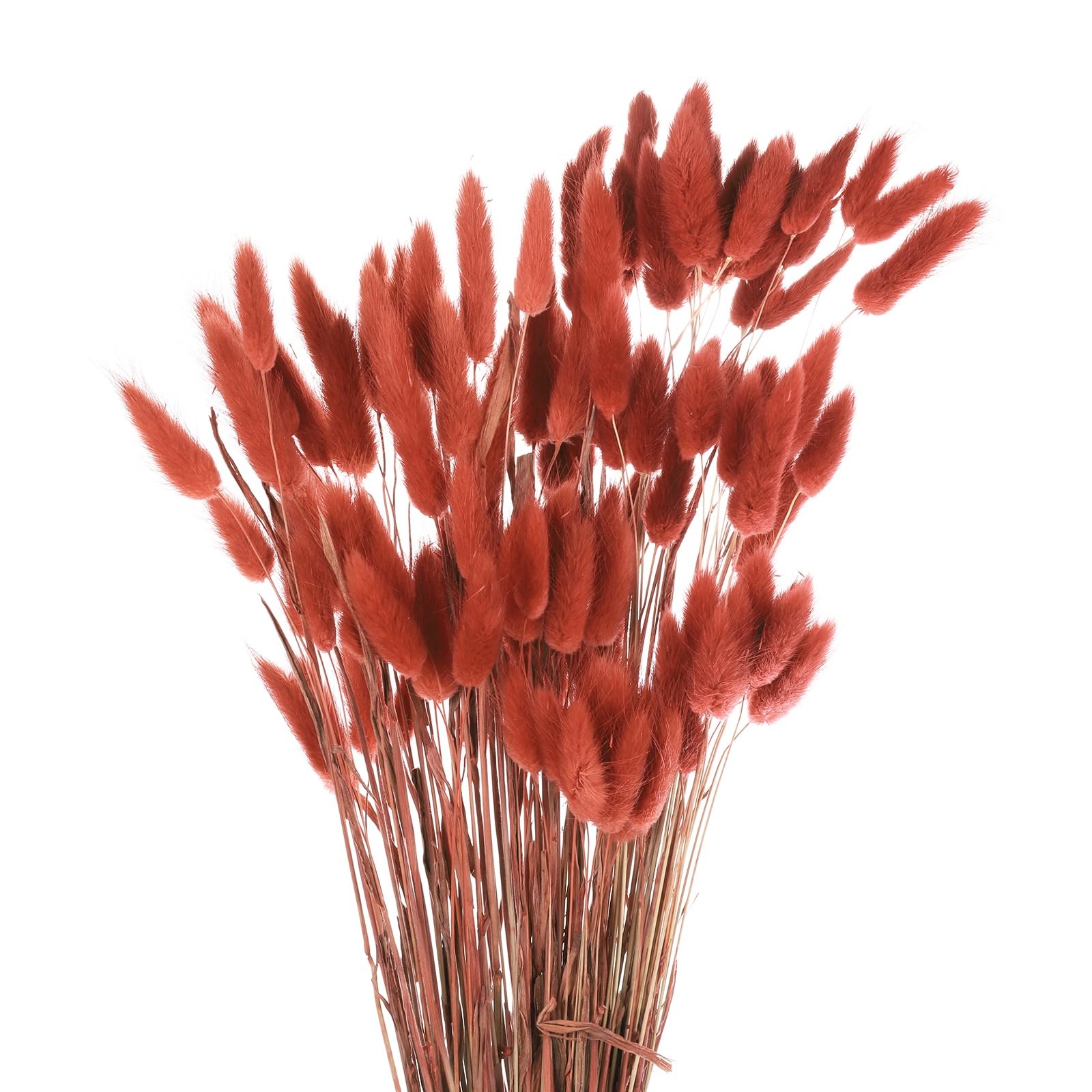 MECCANIXITY 120pcs 24" Rabbit Bunny Tails Dried Pampas Grass Brown - Wedding