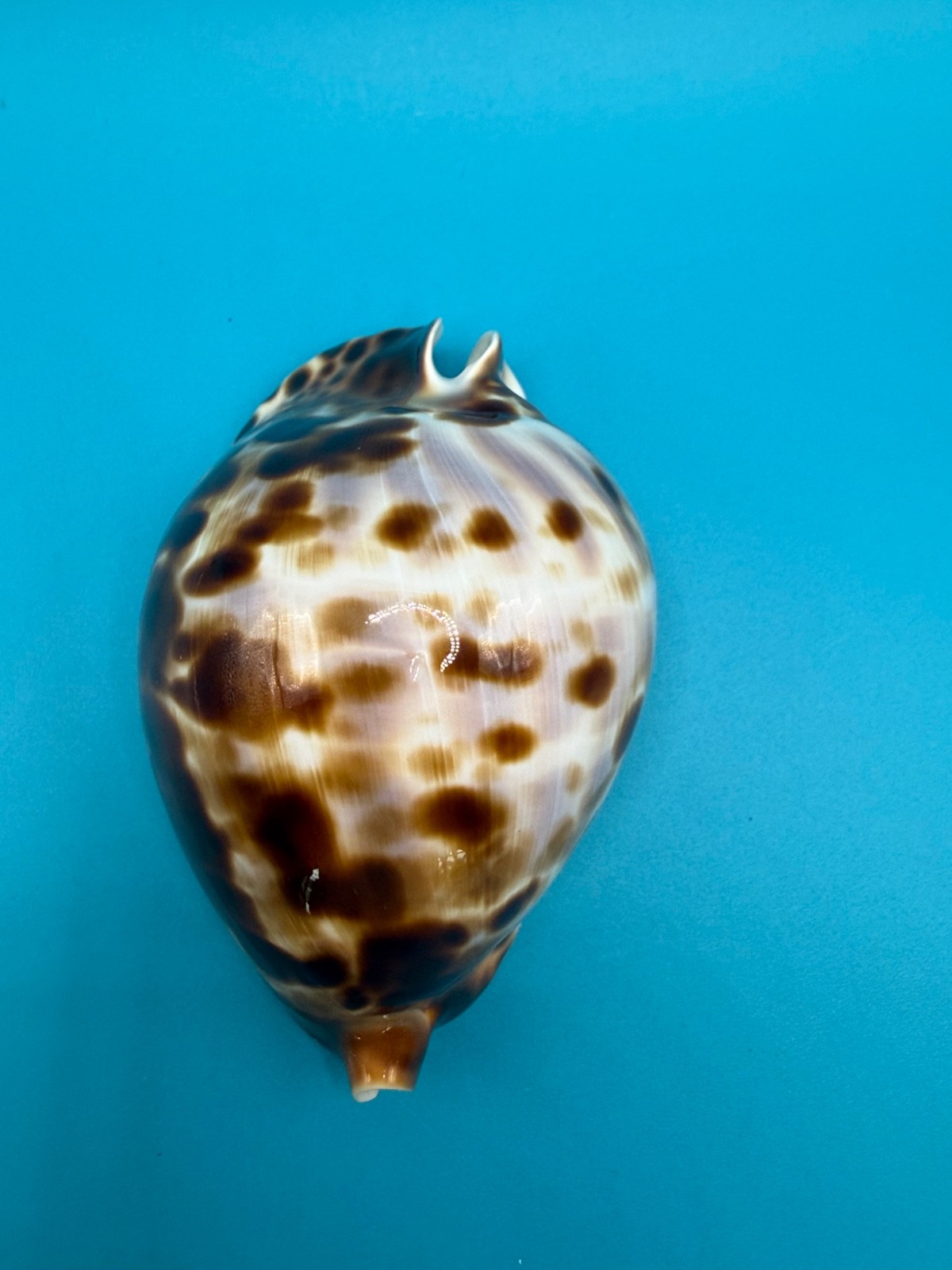 Cypraea (Zoila) friendii vercoi 76.76mm, Seashell