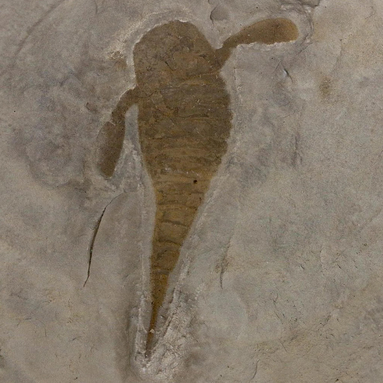 2.8" Eurypterus Sea Scorpion Fossil Eurypterid Silurian 420 Mil Yrs Old New York 2.8" Eurypterus Sea Scorpion Fossil Eurypterid Silurian 420 Mil Yrs Old New York