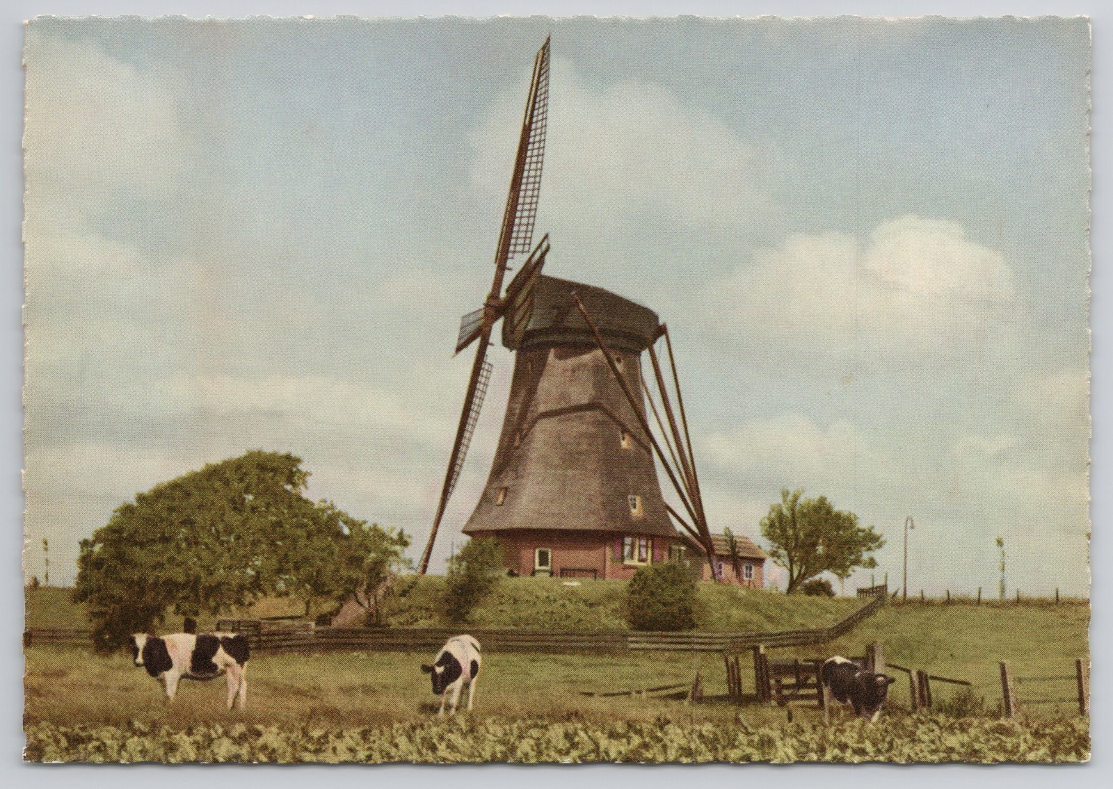 Aalsmeer Windmill Cows Pasture Rural Countryside Netherlands Postcard Aalsmeer Windmill Cows Pasture Rural Countryside Netherlands Postcard