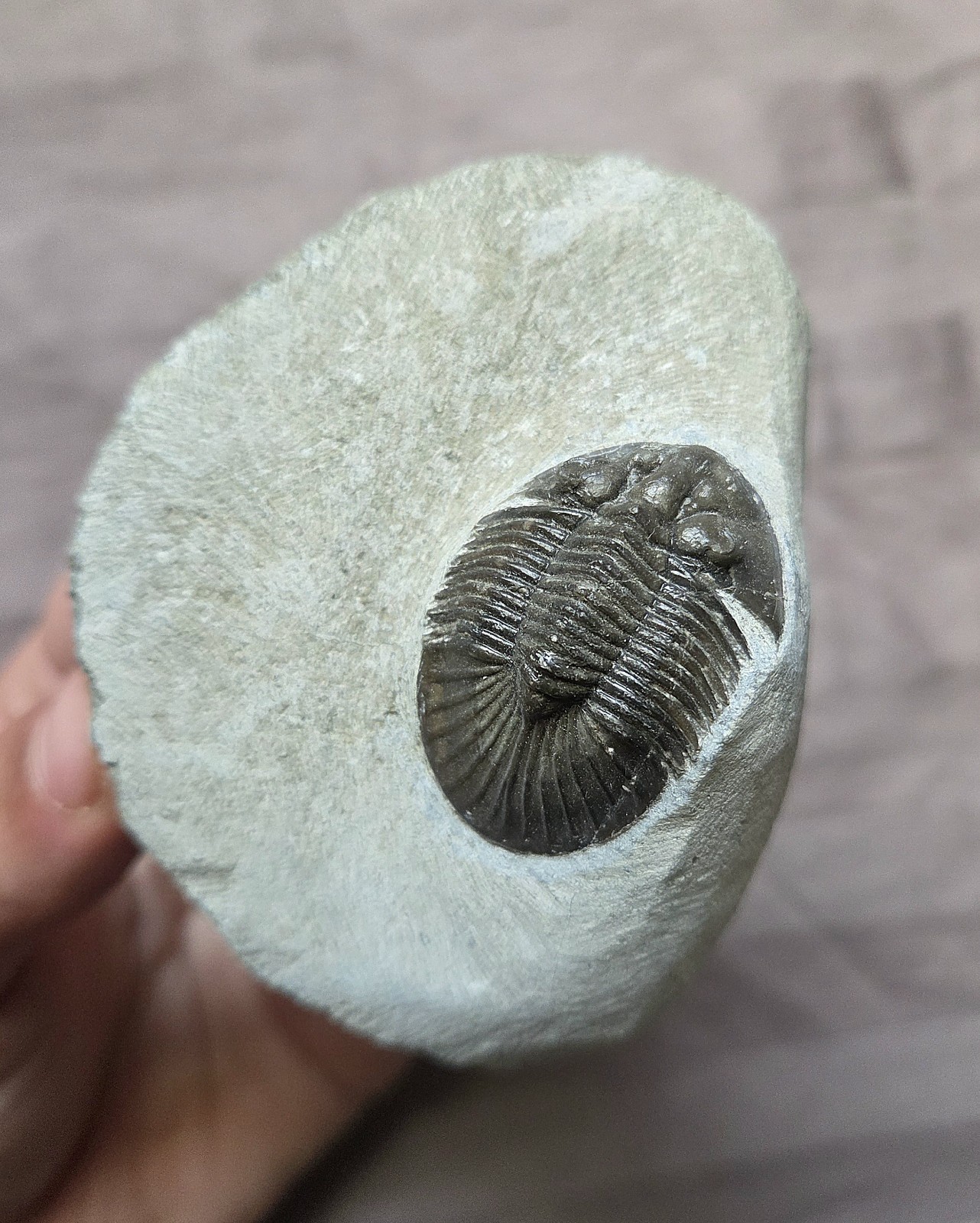 Rare Quality Scutellum Sp. Trilobite Fossil Arthropod From The Devonian Morocco