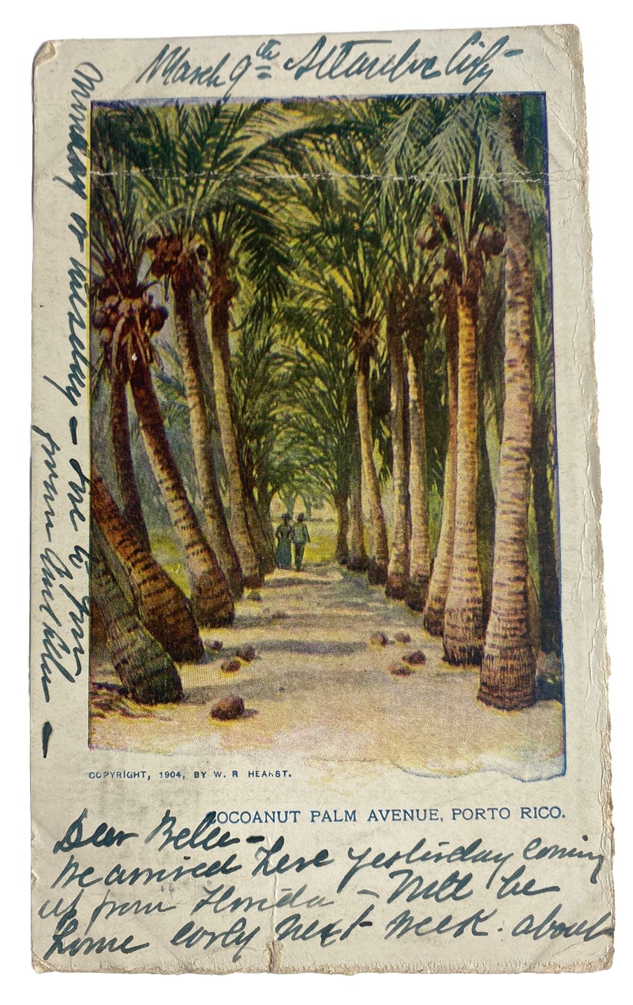 Cocoanut Palm Avenue ~ Porto (Puerto) Rico PR ~ Antique 1900s Postcard