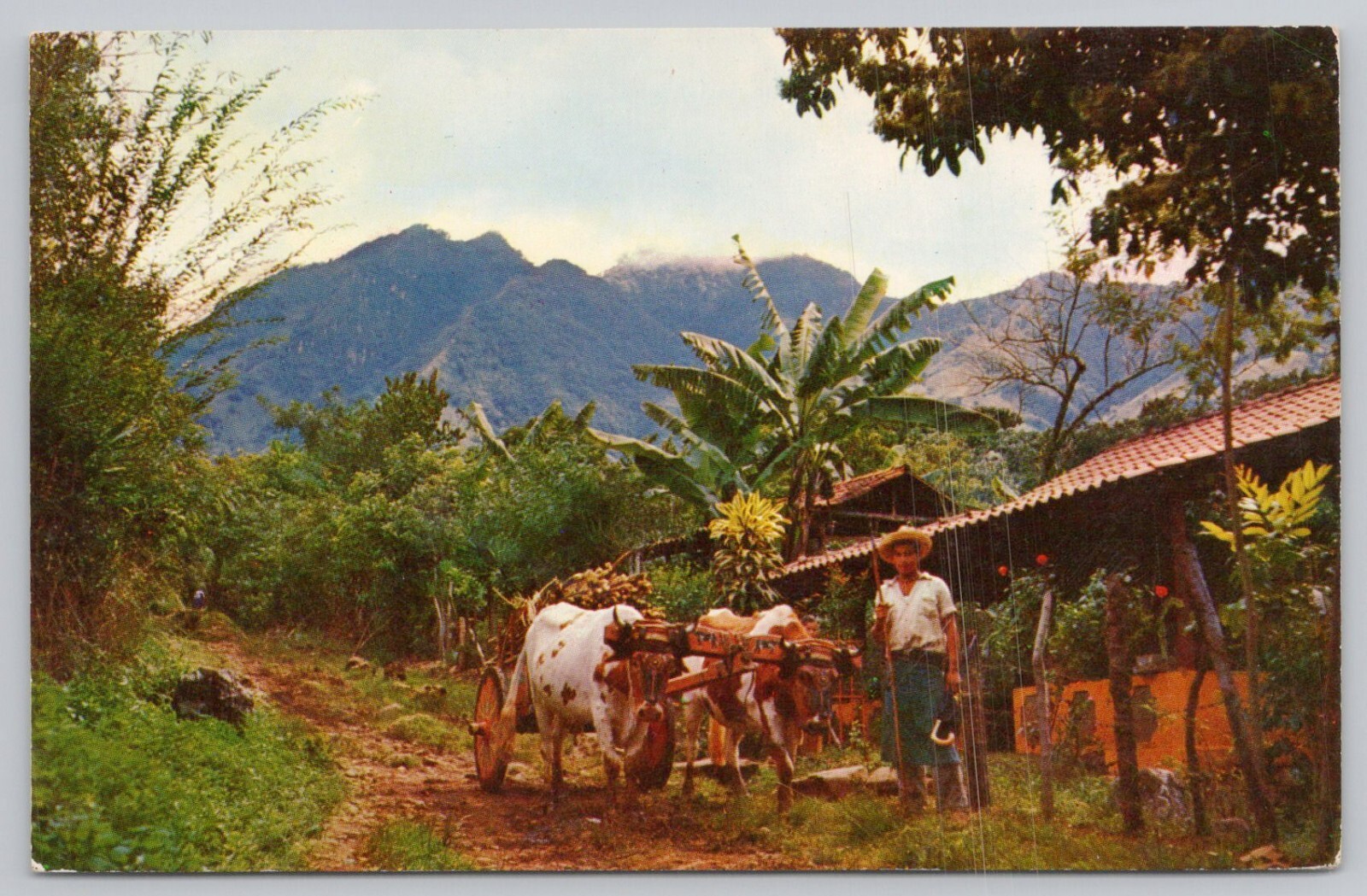 Postcard Typical Scene in Mountains of Costa Rica with Farmer's Home and Ox-Cart Postcard Typical Scene in Mountains of Costa Rica with Farmer's Home and Ox-Cart