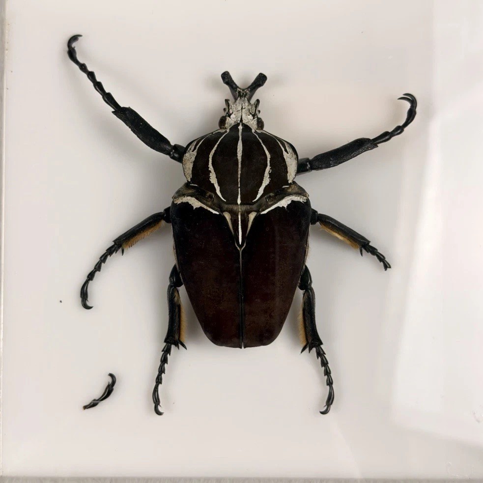 Goliathus Goliath Beetle Male Specimen Acrylic Display Africa 93mm 1976 Goliathus Goliath Beetle Male Specimen Acrylic Display Africa 93mm 1976