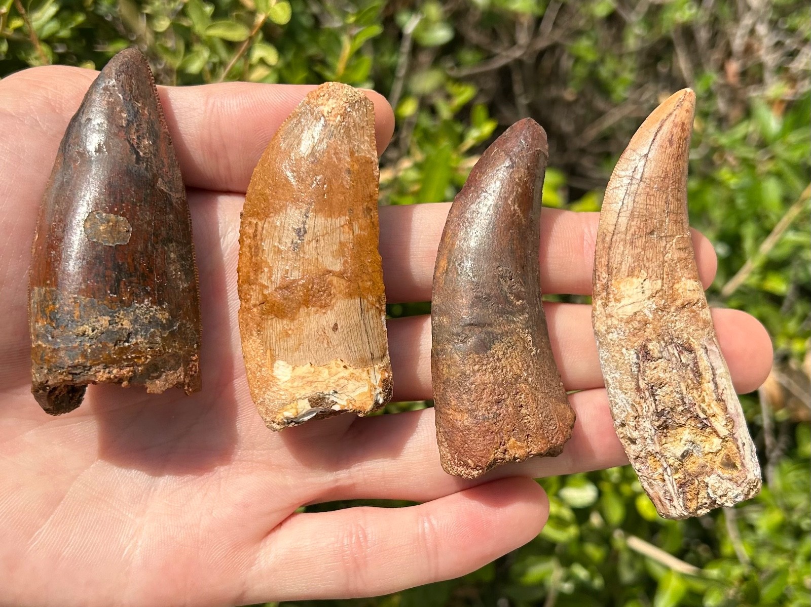 Large Carcharodontosaurus Dinosaur Teeth Fossils LOT Morocco Theropod Restored Large Carcharodontosaurus Dinosaur Teeth Fossils LOT Morocco Theropod Restored