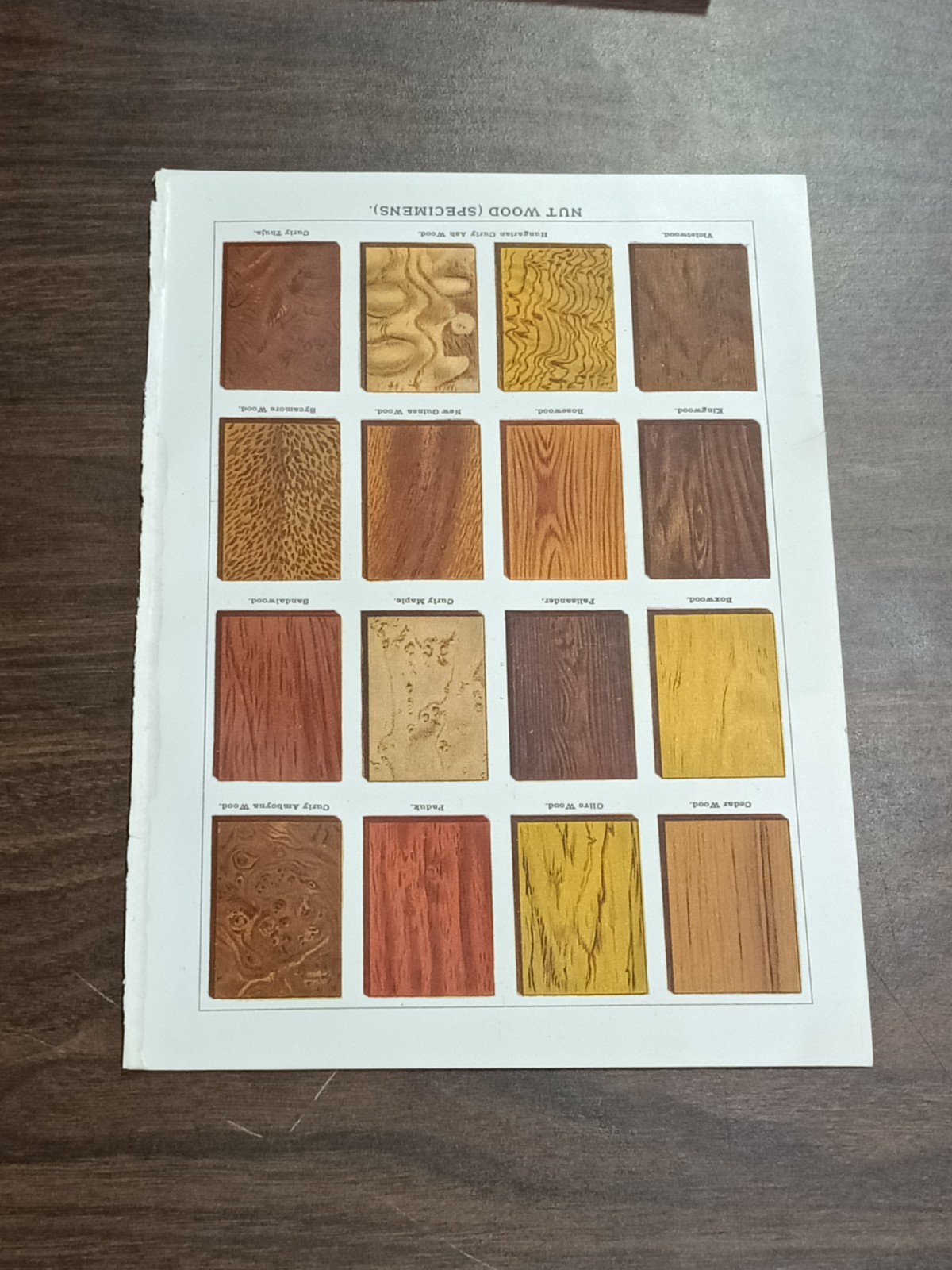 1903 Antique Nut Wood Specimens Print – Saalfield Britannica Color Plate