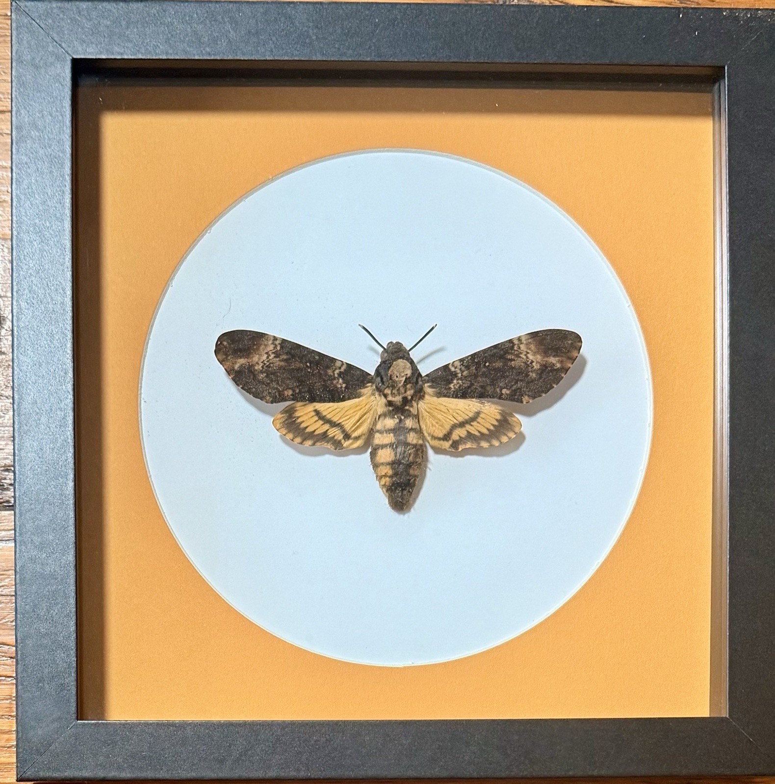 Death’s Head Hawk Moth, Acherontia Atropos, Poland. Real Framed Insect 