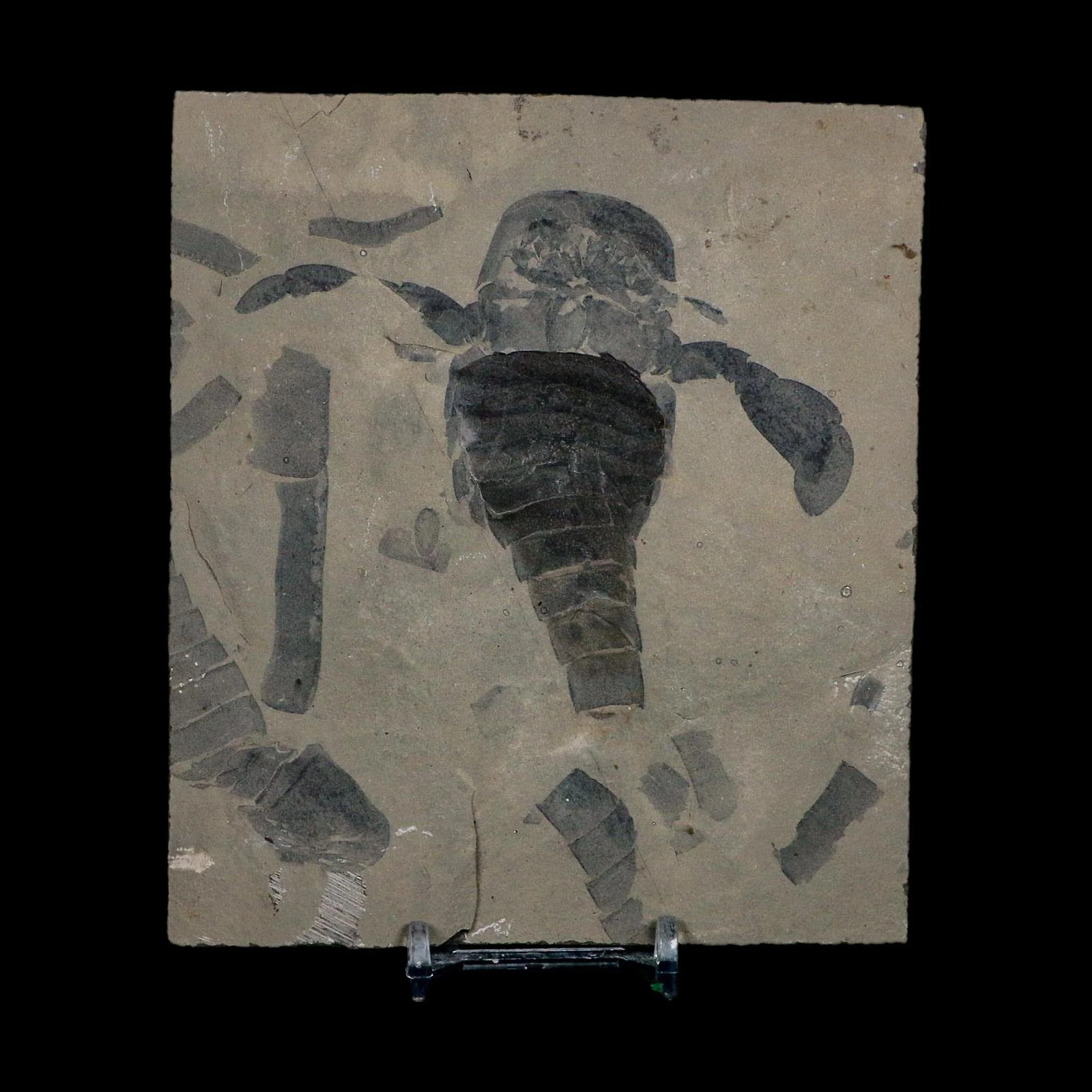 3.3" Eurypterus Sea Scorpion Fossil Eurypterid Silurian 420 Mil Yrs Old New York 3.3" Eurypterus Sea Scorpion Fossil Eurypterid Silurian 420 Mil Yrs Old New York