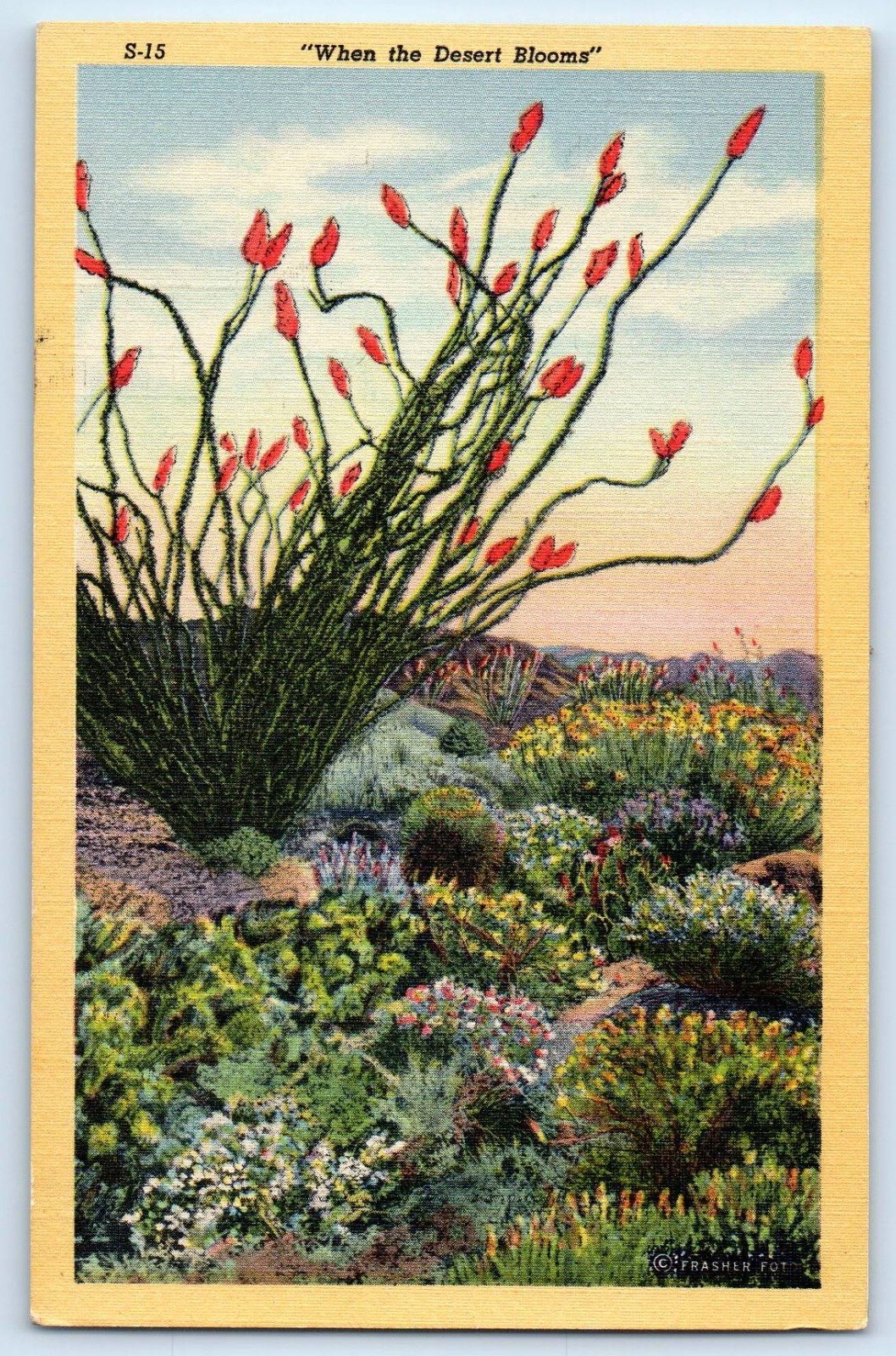 c1940's When The Desert Blooms Flowers Tucson Arizona AZ Vintage Postcard c1940's When The Desert Blooms Flowers Tucson Arizona AZ Vintage Postcard