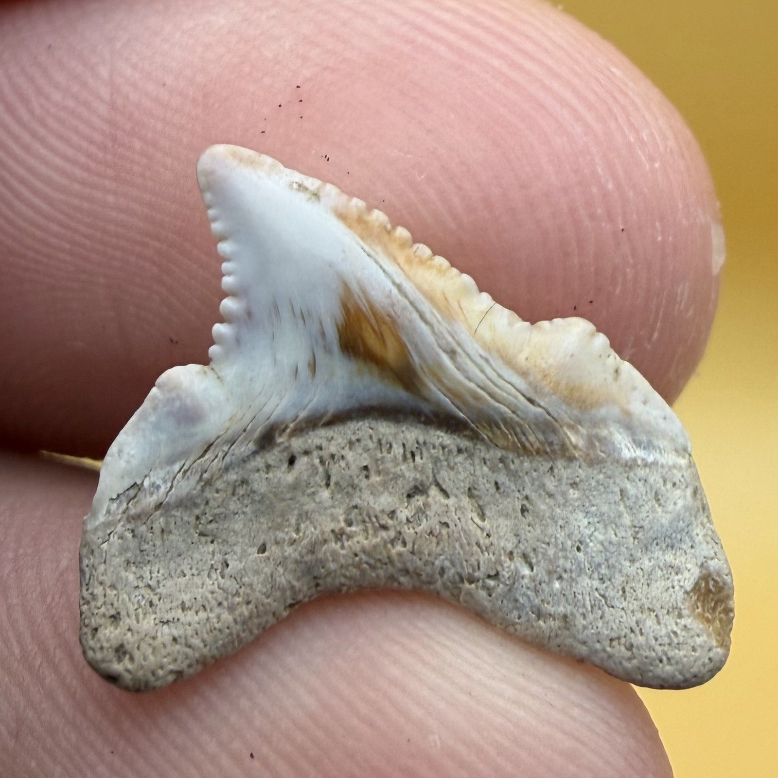 JUVENILE ANGUSTIDENS SHARK TOOTH - AMAZING COLORS BABY MEGALODON ANCESTOR .7” JUVENILE ANGUSTIDENS SHARK TOOTH - AMAZING COLORS BABY MEGALODON ANCESTOR .7”