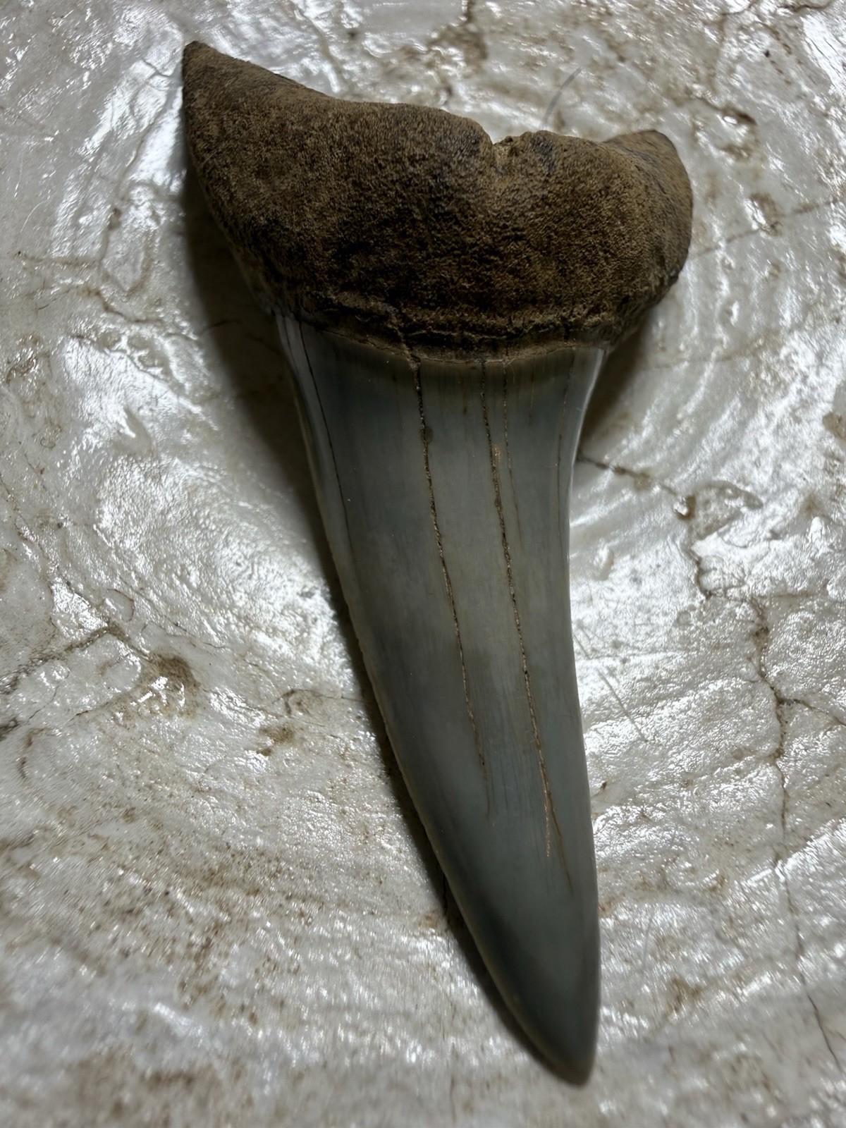 2.49” ISURUS DESORI MAKO SHARK TOOTH FOSSIL SOUTH CAROLINA RARE 2.49” ISURUS DESORI MAKO SHARK TOOTH FOSSIL SOUTH CAROLINA RARE