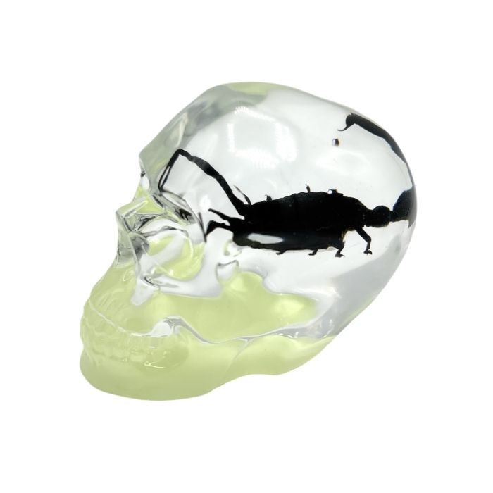 Real BLACK SCORPION In Skull Genuine INSECT Glow In Dark Lucite Paper Weight Real BLACK SCORPION In Skull Genuine INSECT Glow In Dark Lucite Paper Weight