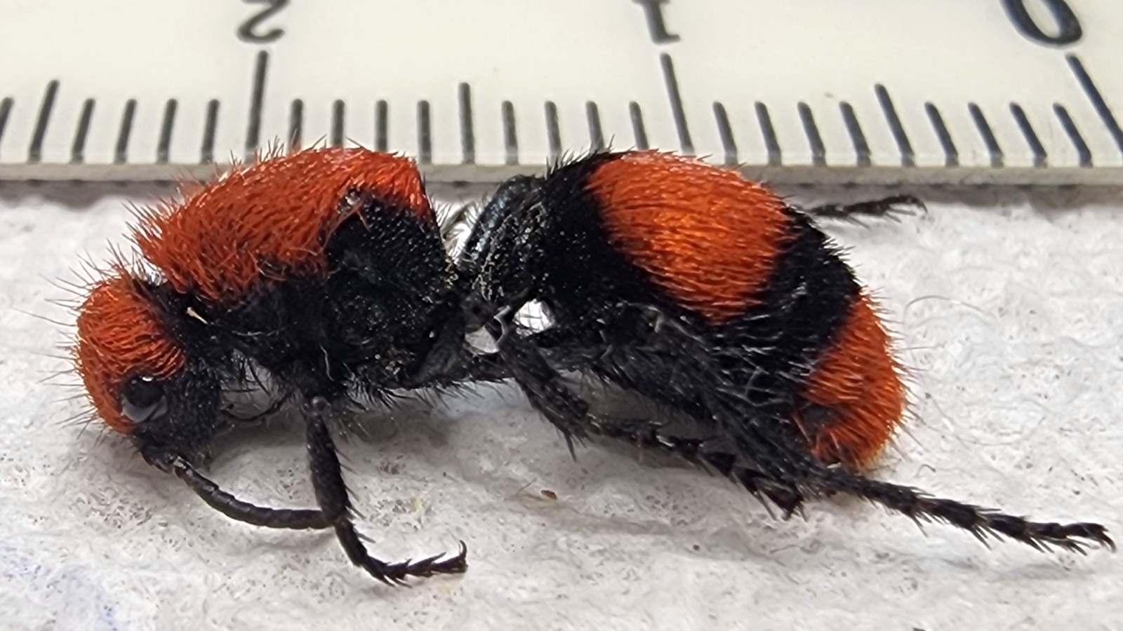 Dasymutilla occidentalis Female Red Velvet Ant Cow Killer 16.75mm JM-3 Wasp