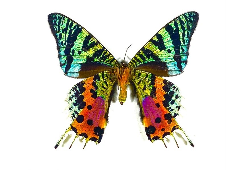 WINGS OPEN Madagascar Sunset Moth Urania ripheus WINGS OPEN Madagascar Sunset Moth Urania ripheus