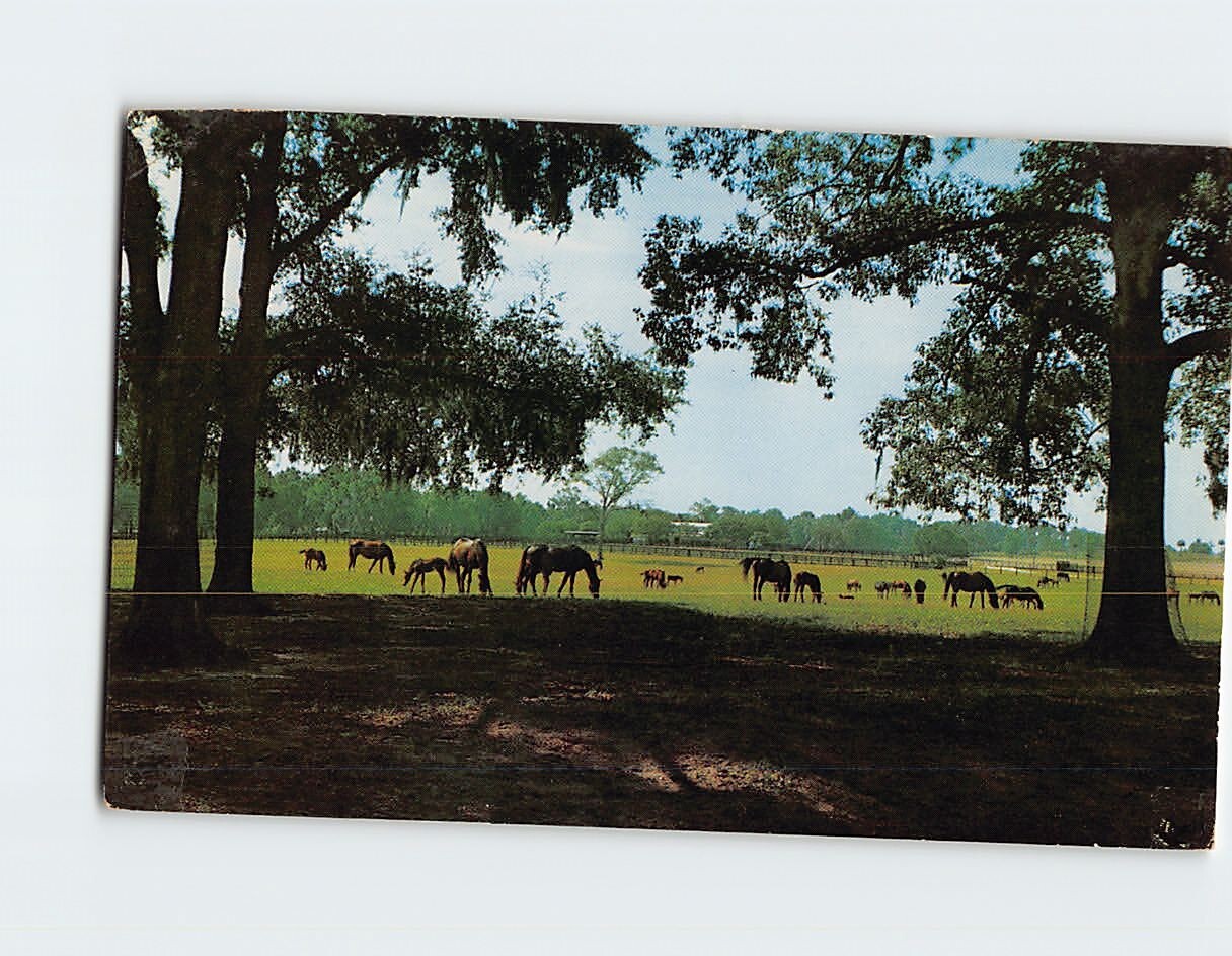 Postcard Rosemere Farm, Ocala, Florida