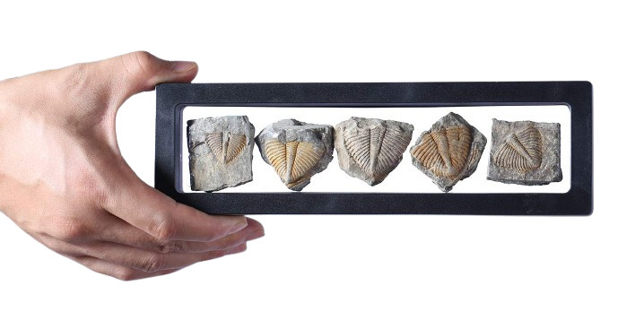 Set of 5 Real Trilobite Tail Fossils - Authentic 450 Million Year Old Collection Set of 5 Real Trilobite Tail Fossils - Authentic 450 Million Year Old Collection