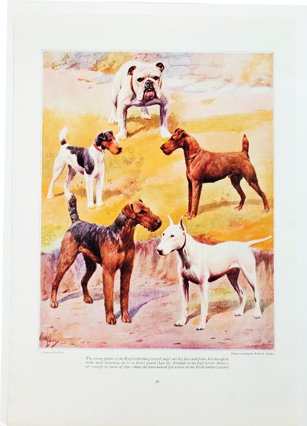 1922 Robert L. Dickey Color Art Fox Terrier Irish Terrier Airedale Bull Dog Page 1922 Robert L. Dickey Color Art Fox Terrier Irish Terrier Airedale Bull Dog Page