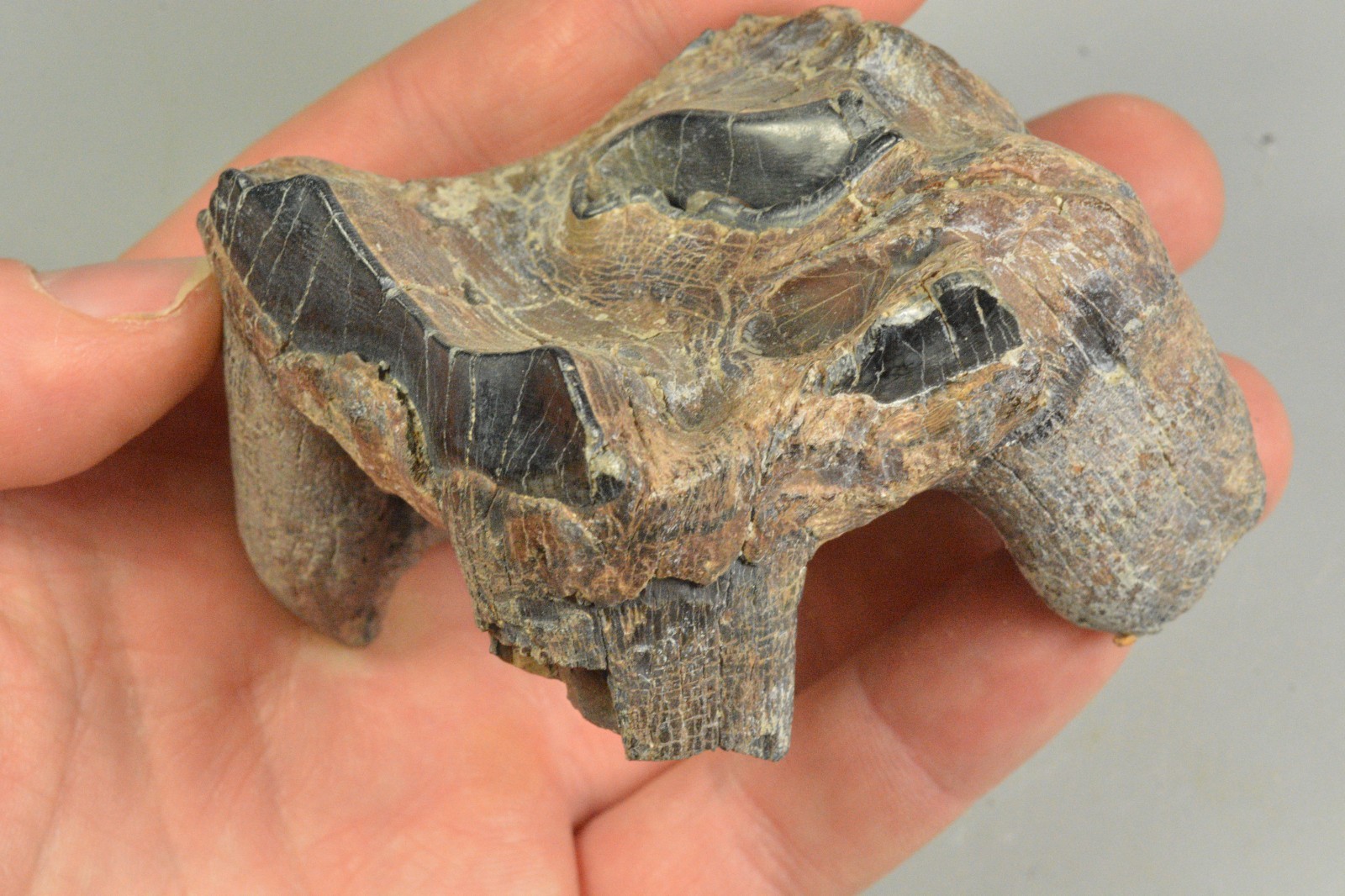 Woolly Rhino Tooth,  Siberia, Russia