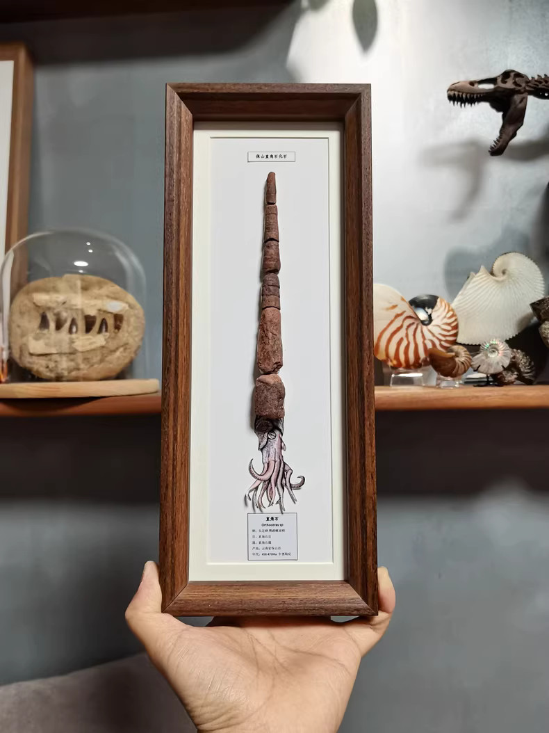 Extra-Long Orthoceras Fossil Display Frame, Straight Cephalopod Extra-Long Orthoceras Fossil Display Frame, Straight Cephalopod