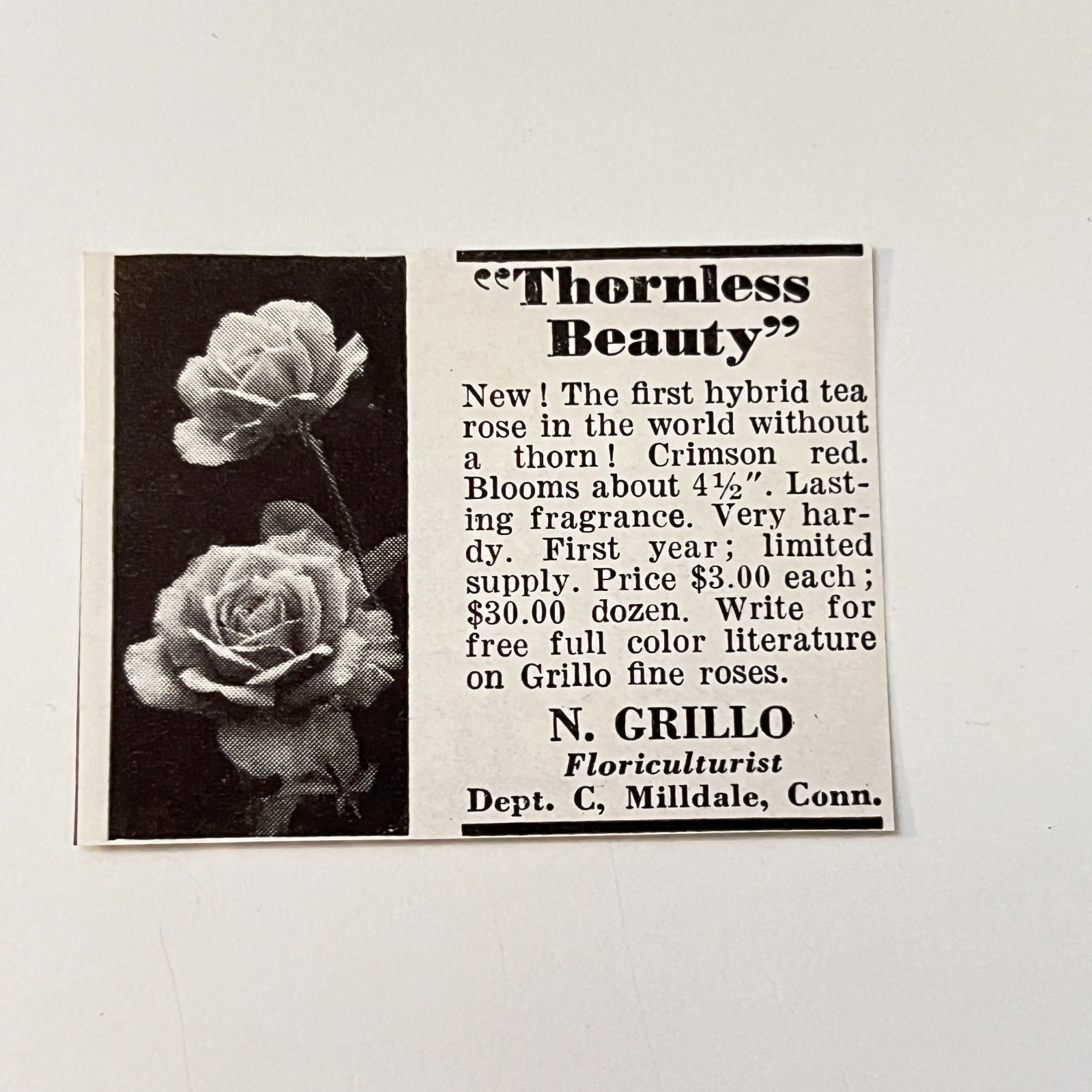 Thornless Beauty N. Grillo Floriculturist Milldale CT 1939 Ad TAK4-S28 Thornless Beauty N. Grillo Floriculturist Milldale CT 1939 Ad TAK4-S28