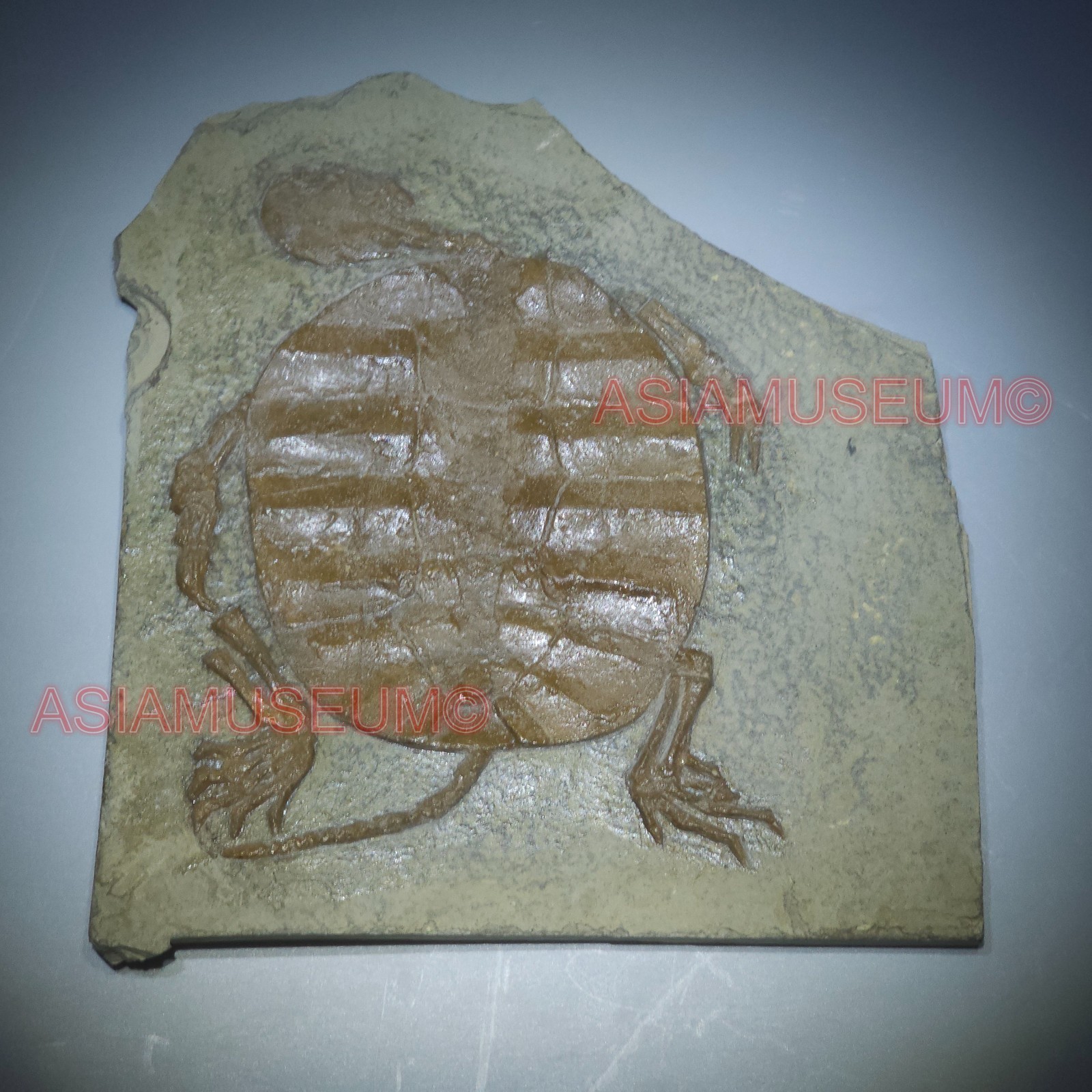 Dinosaur Fossil Manchurochelys Turtle Tortoise Jurassic Park World Cretaceous T2 Dinosaur Fossil Manchurochelys Turtle Tortoise Jurassic Park World Cretaceous T2