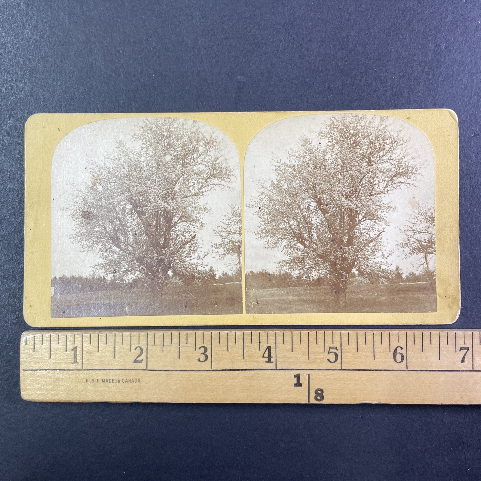Franklin NH Cherry Blossom Tree Stereoview D.W. Herrick 1870s New Hampshire Franklin NH Cherry Blossom Tree Stereoview D.W. Herrick 1870s New Hampshire