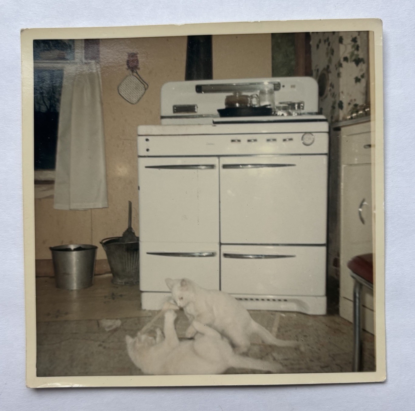 Vtg Color Snapshot Cute White Kittens Cats Playing in Retro Kitchen Gas Stove Vtg Color Snapshot Cute White Kittens Cats Playing in Retro Kitchen Gas Stove
