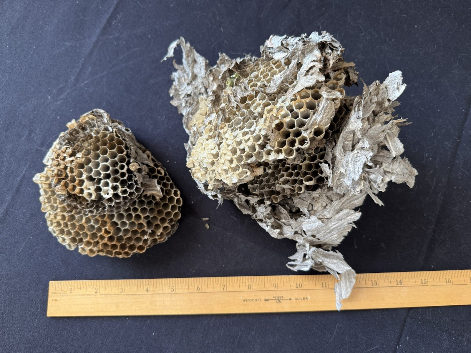 Paper Wasp Nest Honeycomb Bee Hive Parts Taxidermy Wisconsin Natural Hornet Paper Wasp Nest Honeycomb Bee Hive Parts Taxidermy Wisconsin Natural Hornet