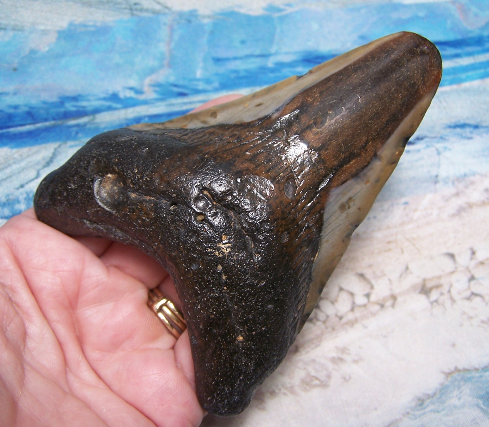 MEGALODON SHARK TOOTH 4 1/4" SHARK TEETH LARGE JAW FOSSIL STUNNING COLOR ~REAL