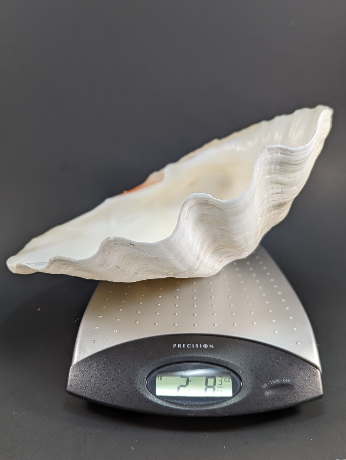 Large Vintage Natural Clam Shell 10" x 8" X 3" 2 lb 8 oz Large Vintage Natural Clam Shell 10" x 8" X 3" 2 lb 8 oz