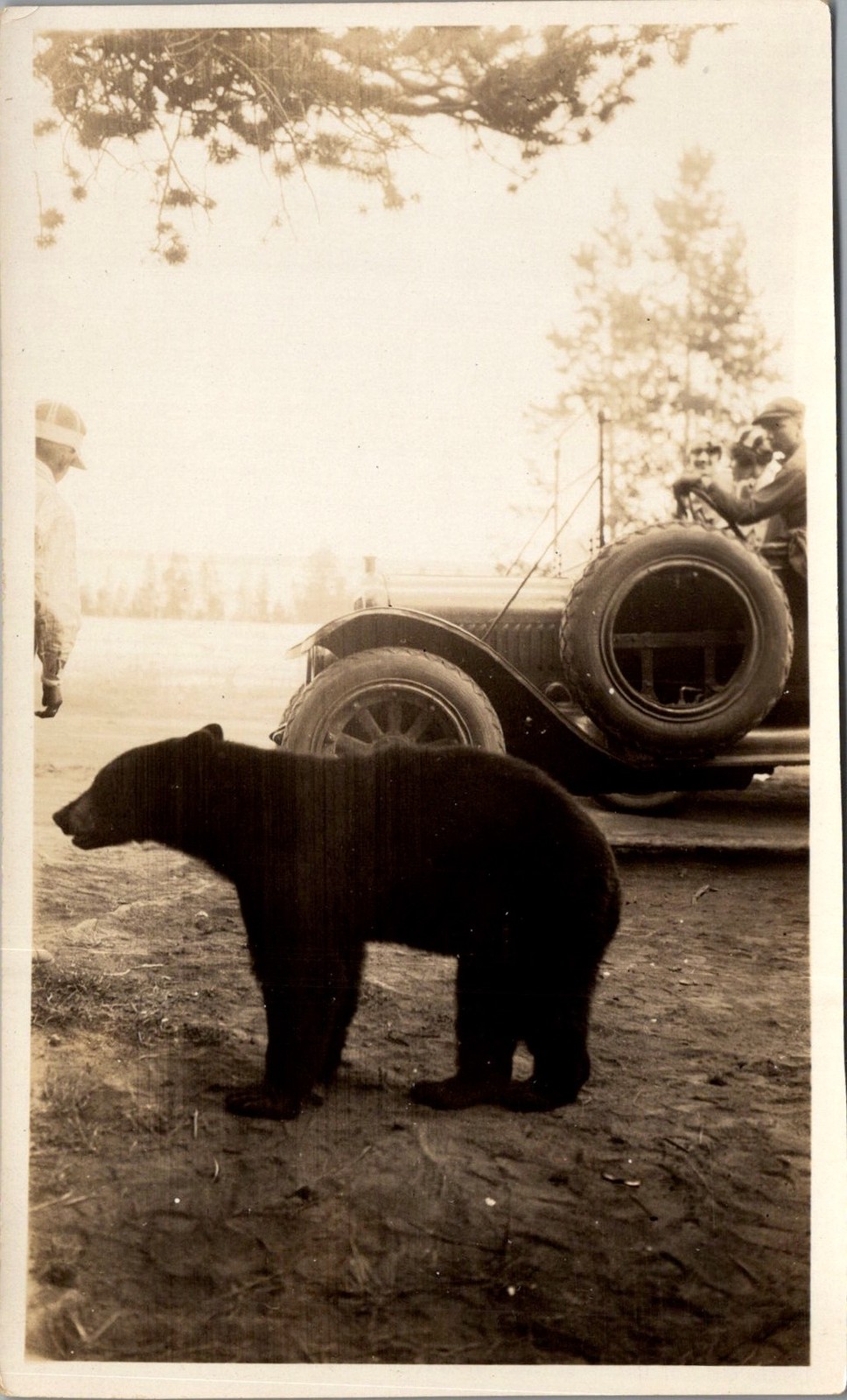 1920s Yellowstone Bear & Touring Car Photograph with Men Watching National Park