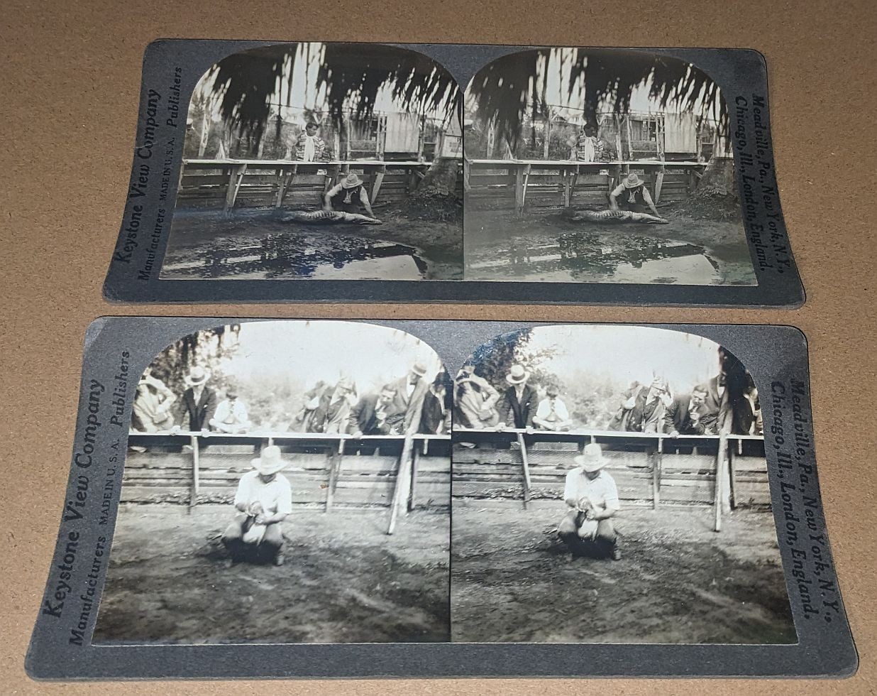 2 Rare Keystone Stereoviews Musa Isle Miami Florida Seminole Alligator Wrestling
