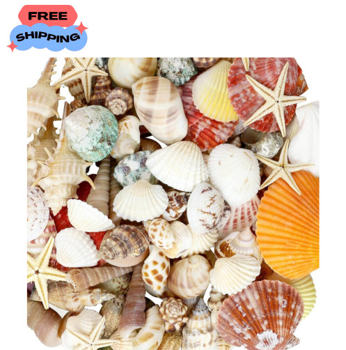 100+ Mixed Sea Shells & Starfish11 oz, Various Sizes for Tank Vase 100+ mixed se 100+ Mixed Sea Shells & Starfish11 oz, Various Sizes for Tank Vase 100+ mixed se