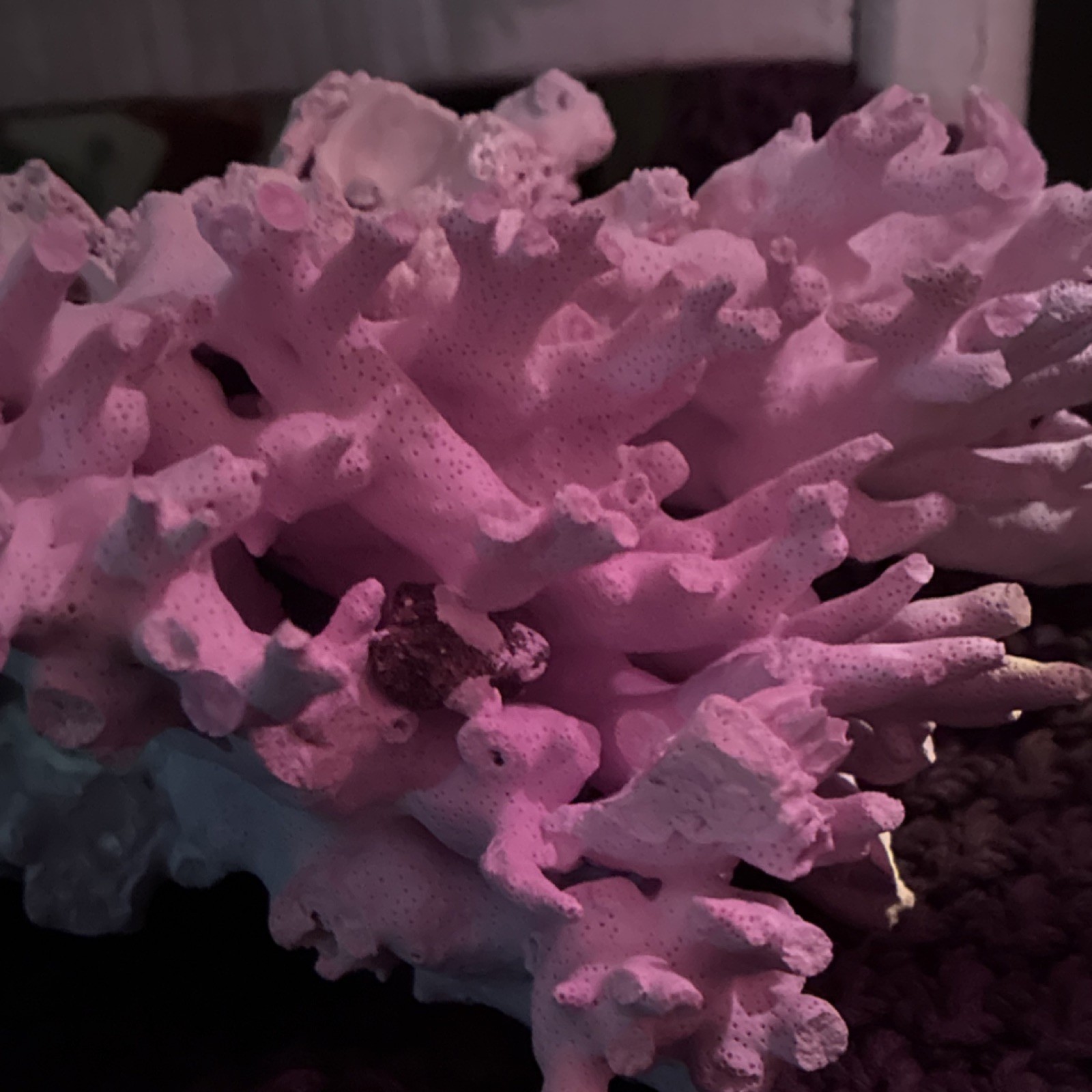XL Pink Allopora Coral/California Hydrocoral Specimen 9.5”x9.90”x5” READ BELOW