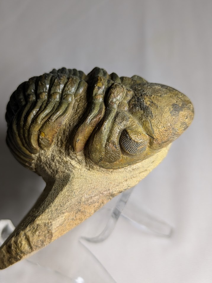 Huge 3.5" Two-Toned Phacops Trilobite Fossil on Matrix with Display Stand 193g