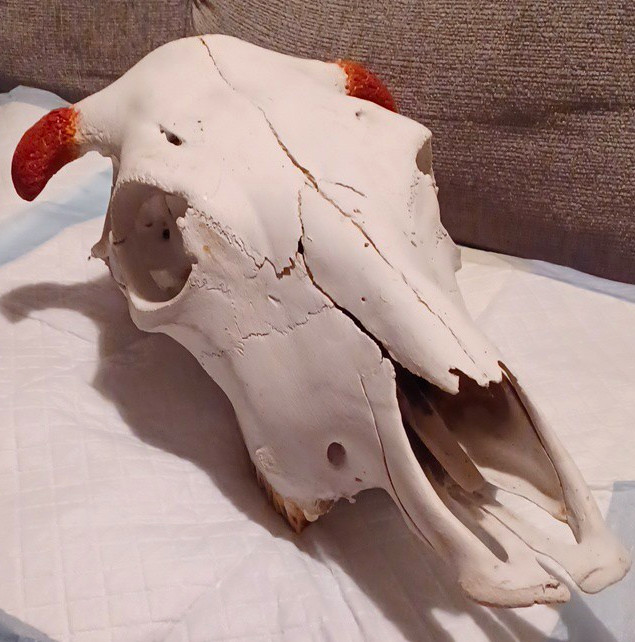 Real Cow Skull with Horns and Teeth Collectible Animal Skull Decor Real Cow Skull with Horns and Teeth Collectible Animal Skull Decor