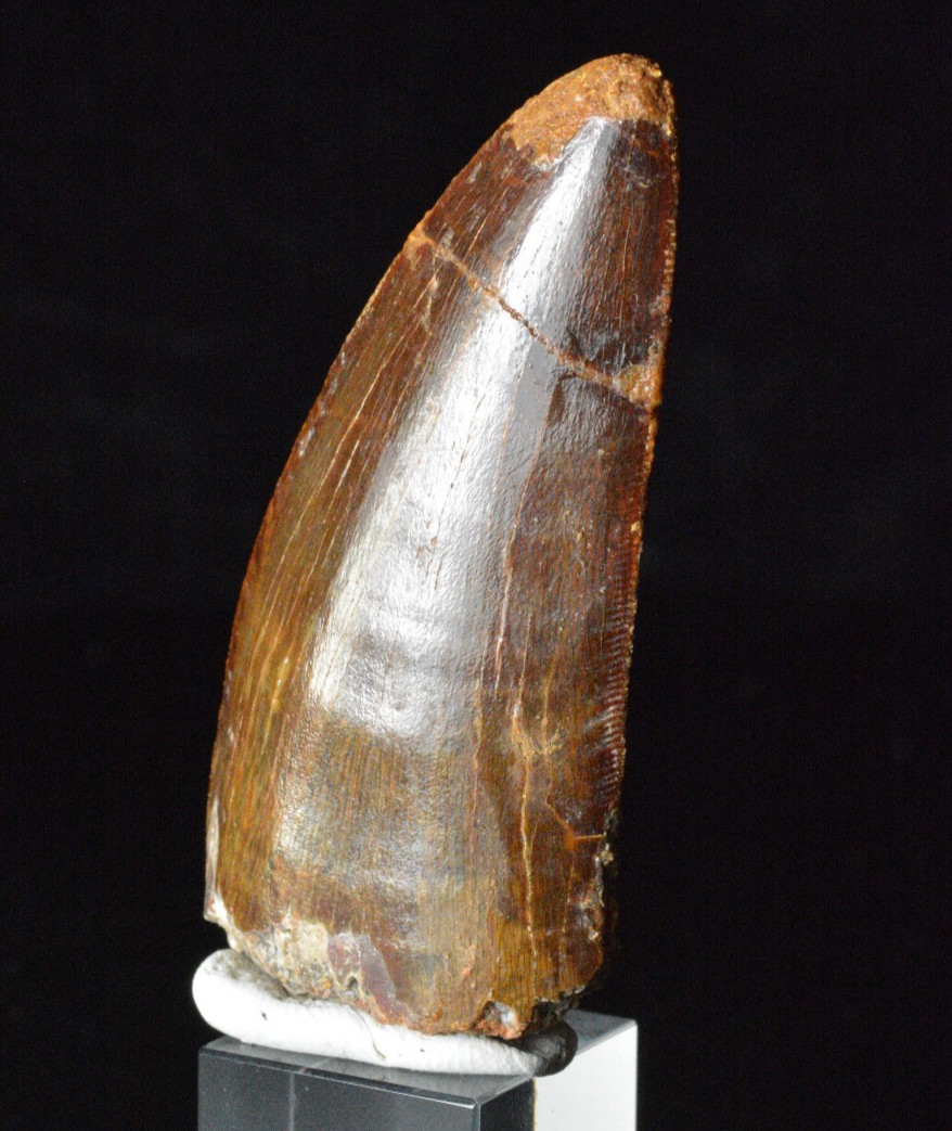 Carcharodontosaurus Dinosaur Tooth, Kem Kem, Morocco 2.76" Carcharodontosaurus Dinosaur Tooth, Kem Kem, Morocco 2.76"