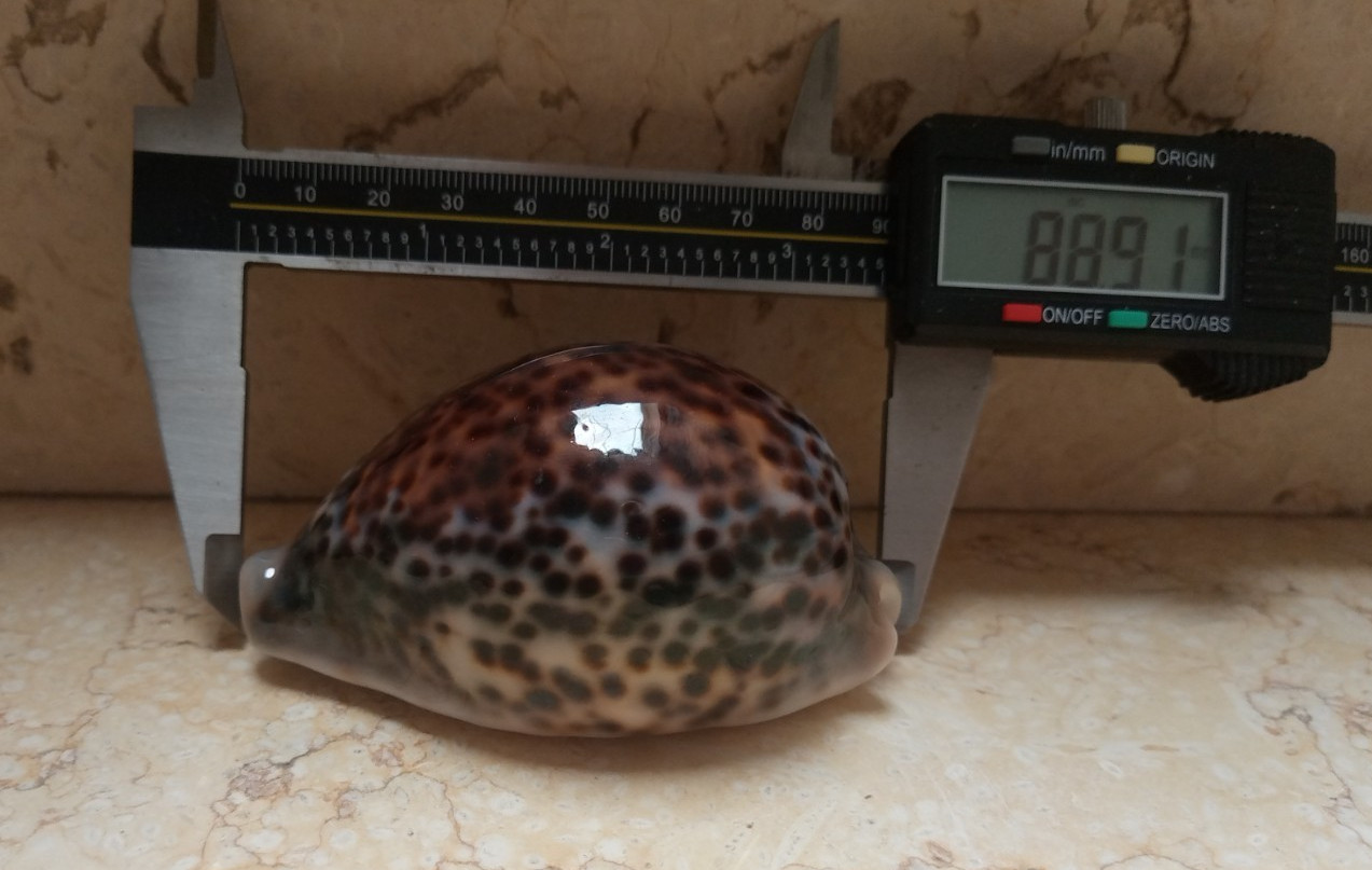 F Cypraea pantherina wow great color 88.9 mm F++++ red sea shell natural glossy F Cypraea pantherina wow great color 88.9 mm F++++ red sea shell natural glossy