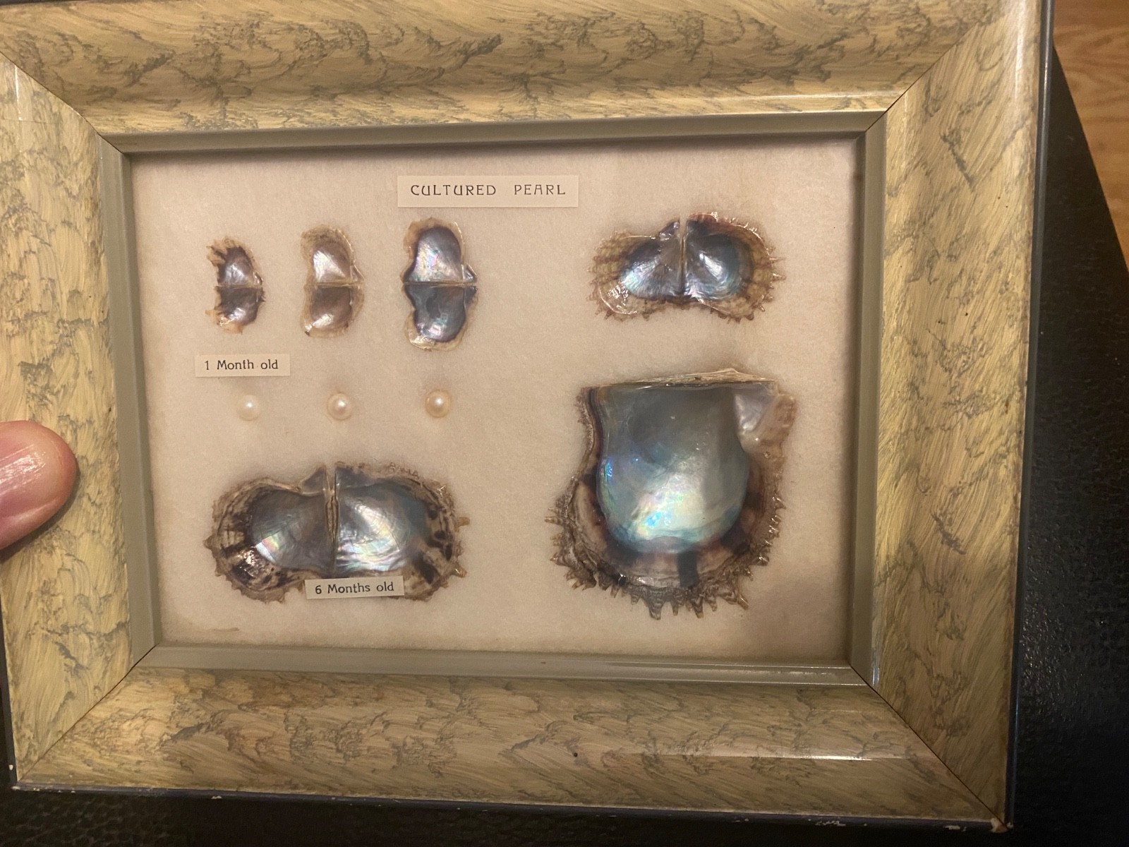 VINTAGE 1940S 50S FRAMED CULTURED PEARLS & SHELLS JAPANESE OYSTER GROWTH DISPLAY