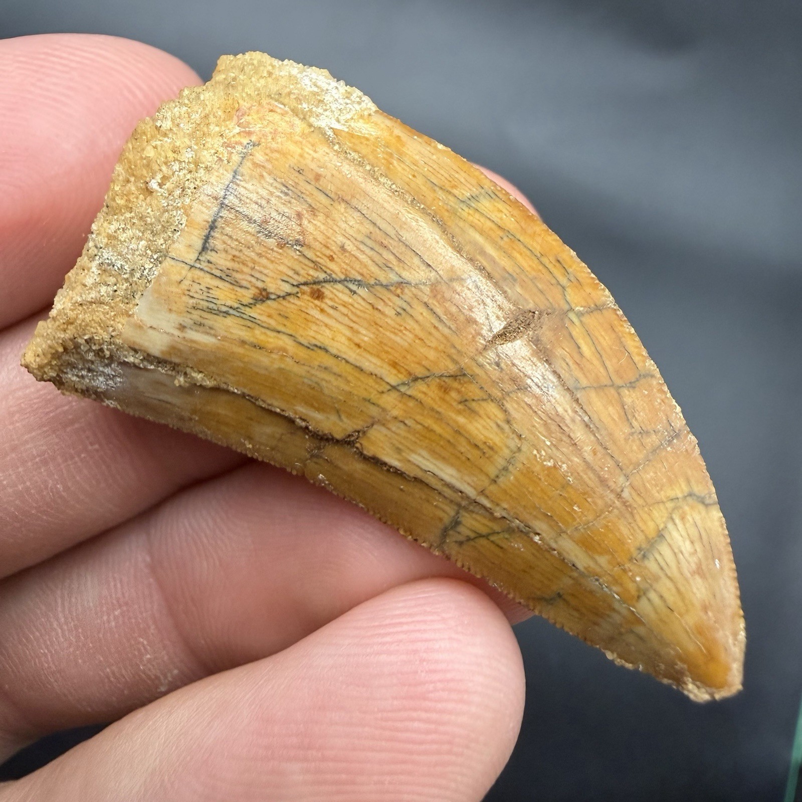 KILLER CHARCHARODONTOSAURUS DINOSAUR TOOTH FOSSIL 1.73” REAL FOR SALE KILLER CHARCHARODONTOSAURUS DINOSAUR TOOTH FOSSIL 1.73” REAL FOR SALE