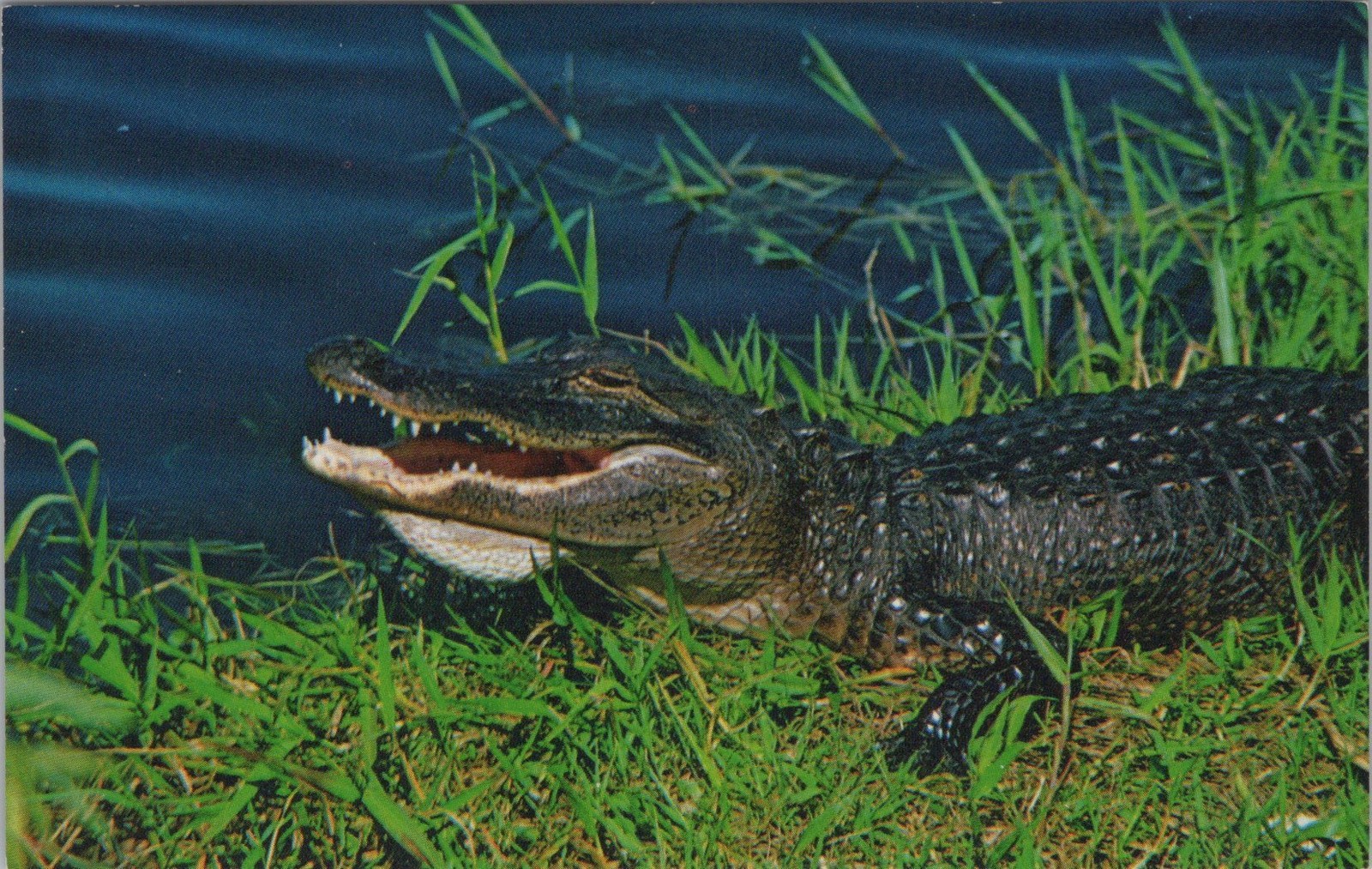 Florida FL Alligator in the Florida Everglades Murphy Bros. Press, Inc. Postcard Florida FL Alligator in the Florida Everglades Murphy Bros. Press, Inc. Postcard