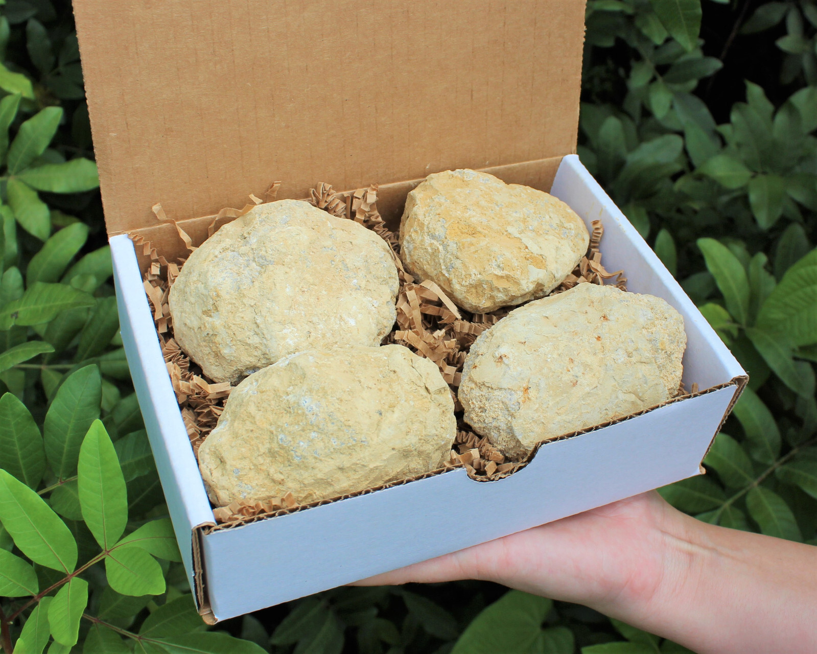 Break Your Own Geodes Gift Box (4 LARGE pcs) Unopened Moroccan Crystal Geodes Break Your Own Geodes Gift Box (4 LARGE pcs) Unopened Moroccan Crystal Geodes