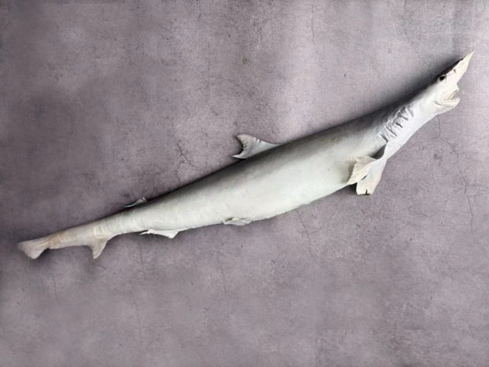 Shark Taxidermy Rhizoprionodon acutus