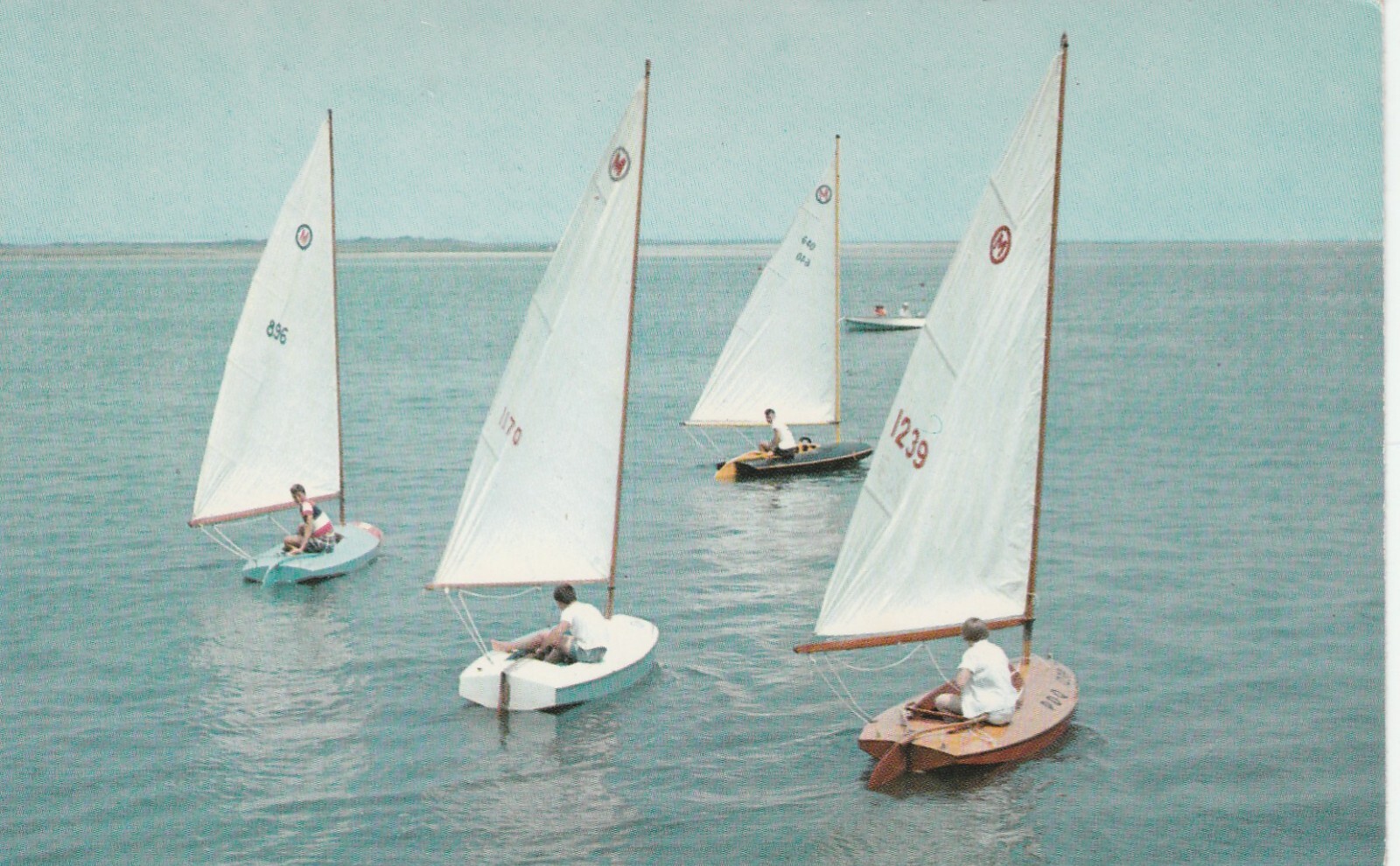 Sailfish boats individual sailing boats chrome souvenir postcard Sailfish boats individual sailing boats chrome souvenir postcard