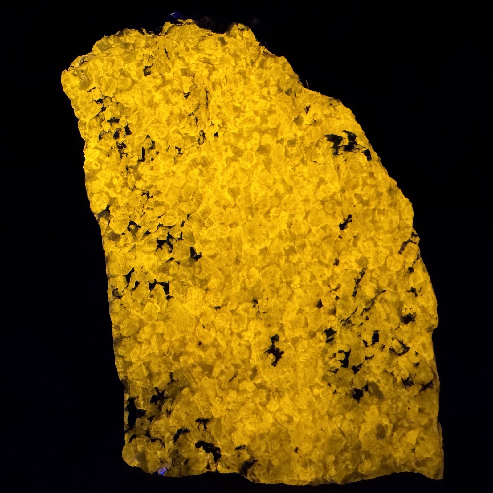 Large Solid Super Bright Fl. Sodalite: Tunulliarfik Fjord, Ilímaussaq, Greenland